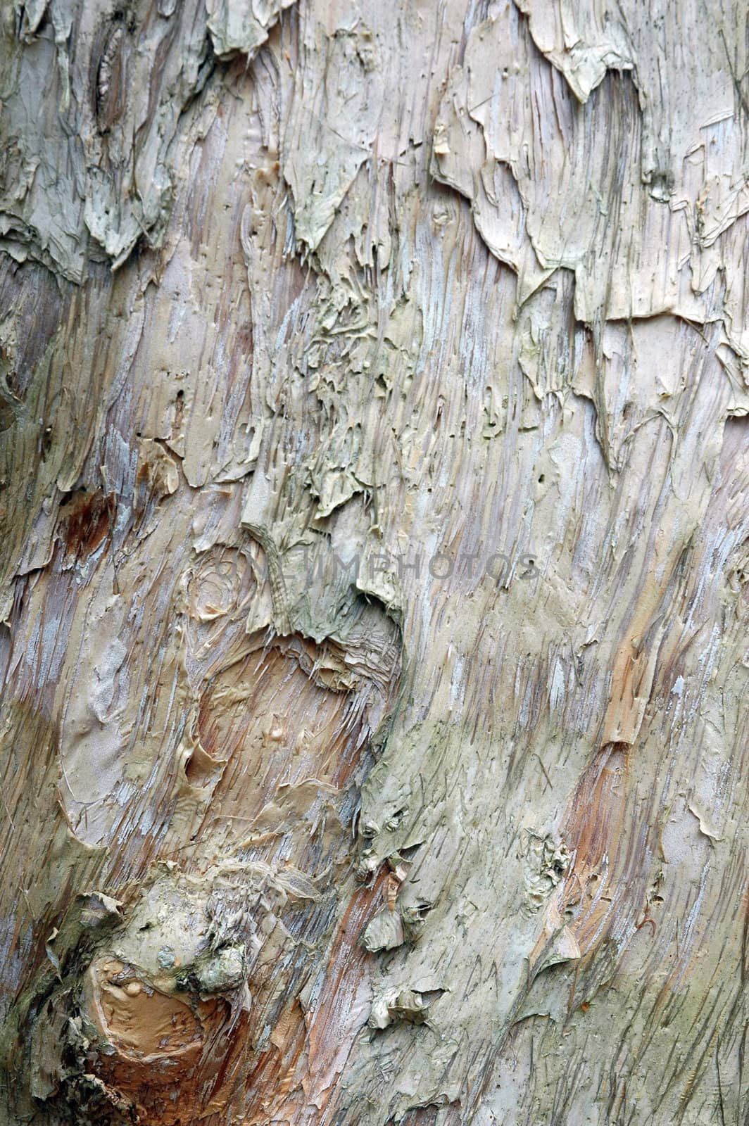 white tree bark texture by antonihalim