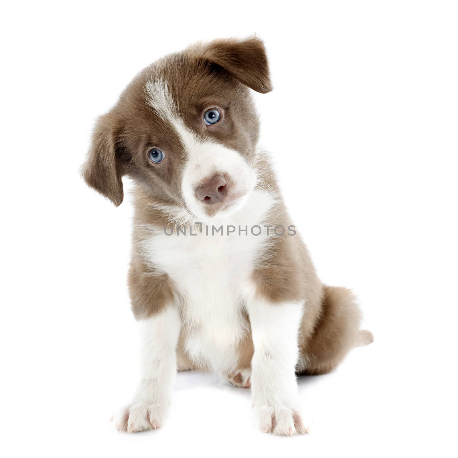 portrait of puppy border collie in front of white background