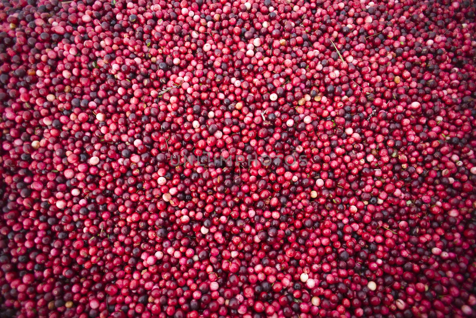 Cranberries just out of the bog on the back of the truck