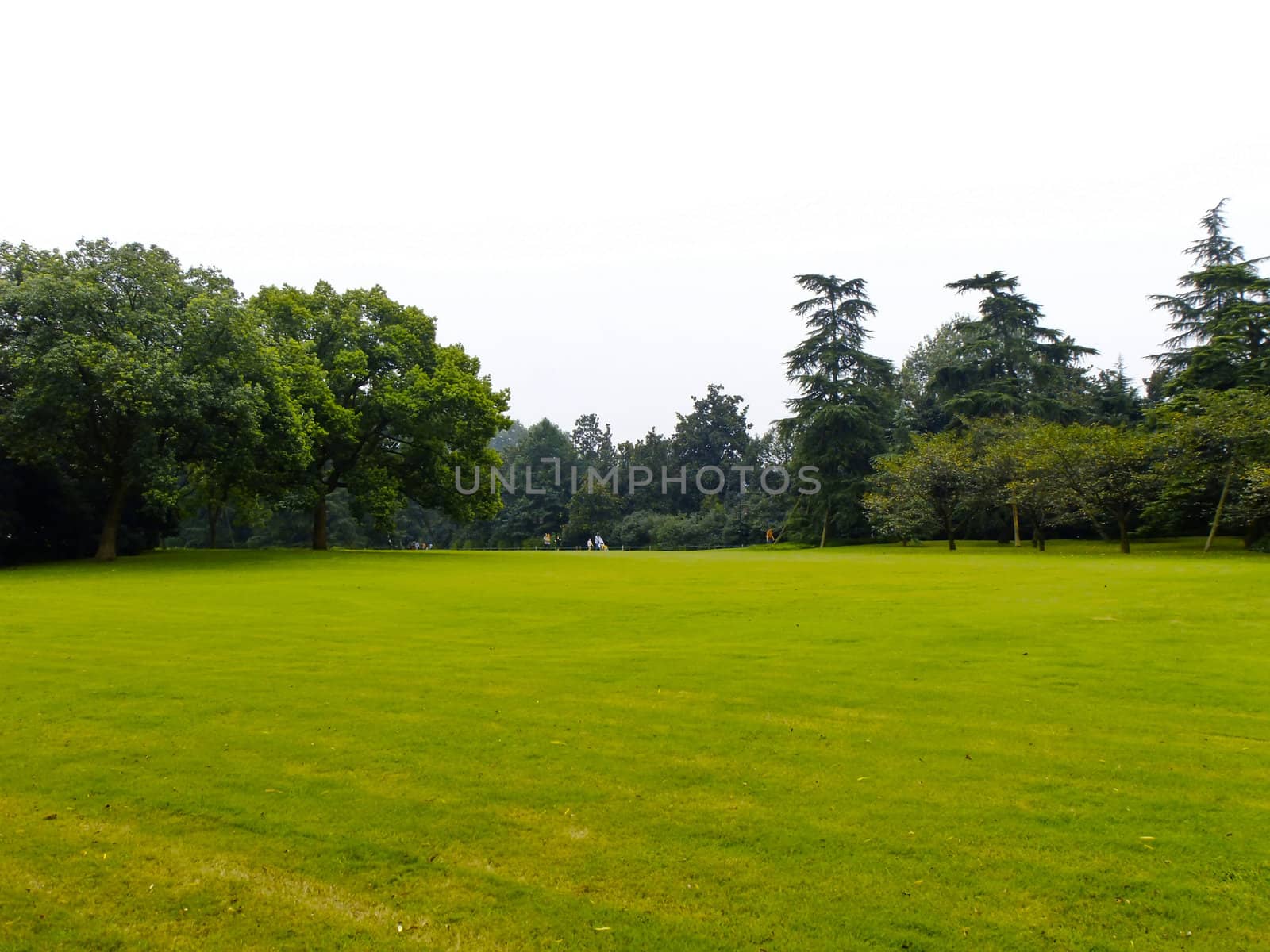 meadow and trees in China