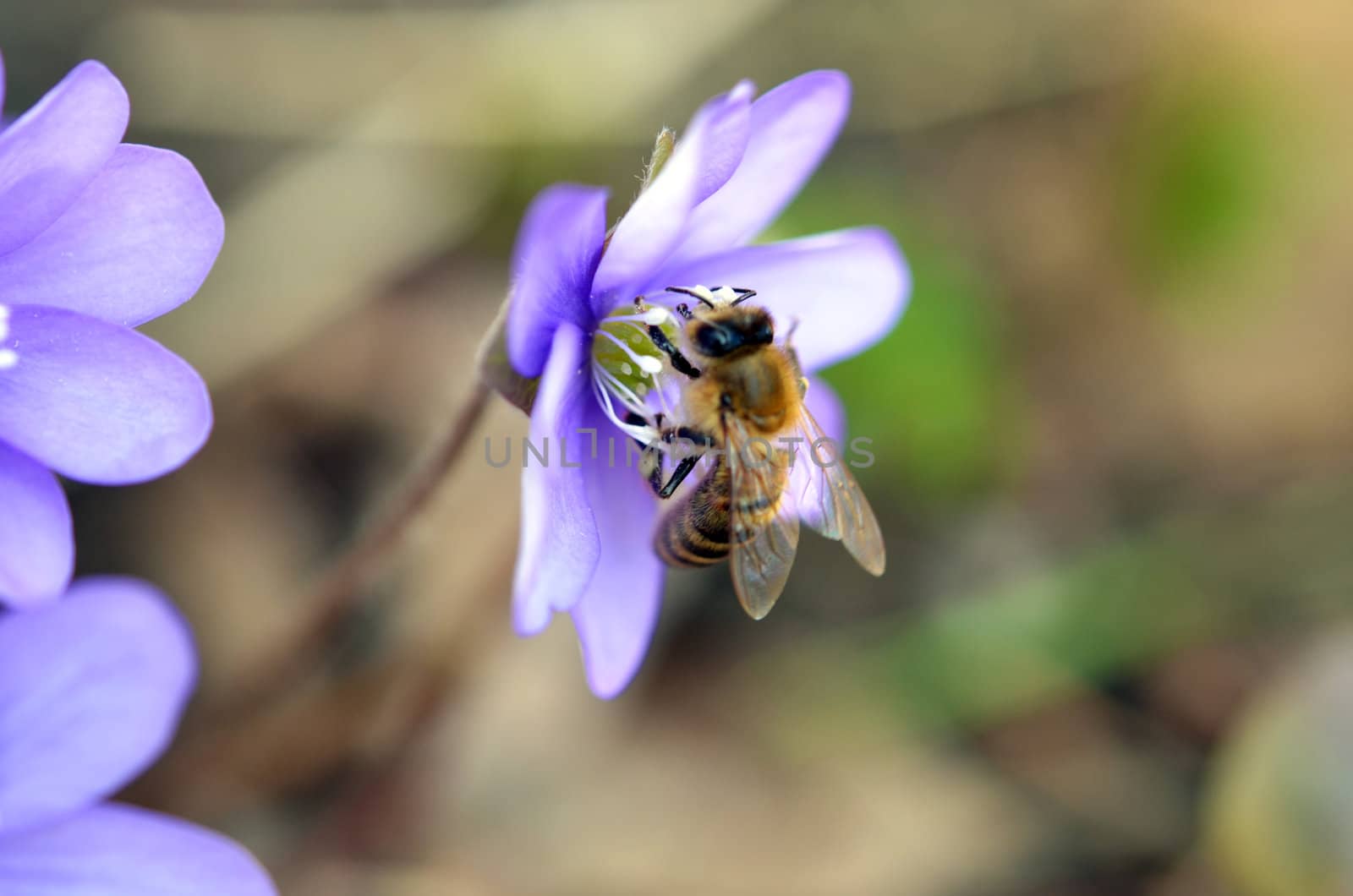 Blue sea anemones and bees in the Woods in spring time