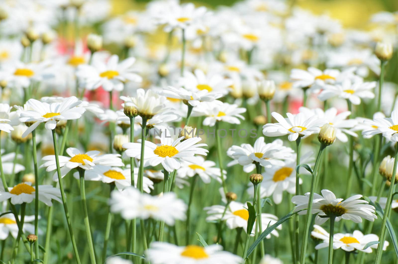 Many white daisies