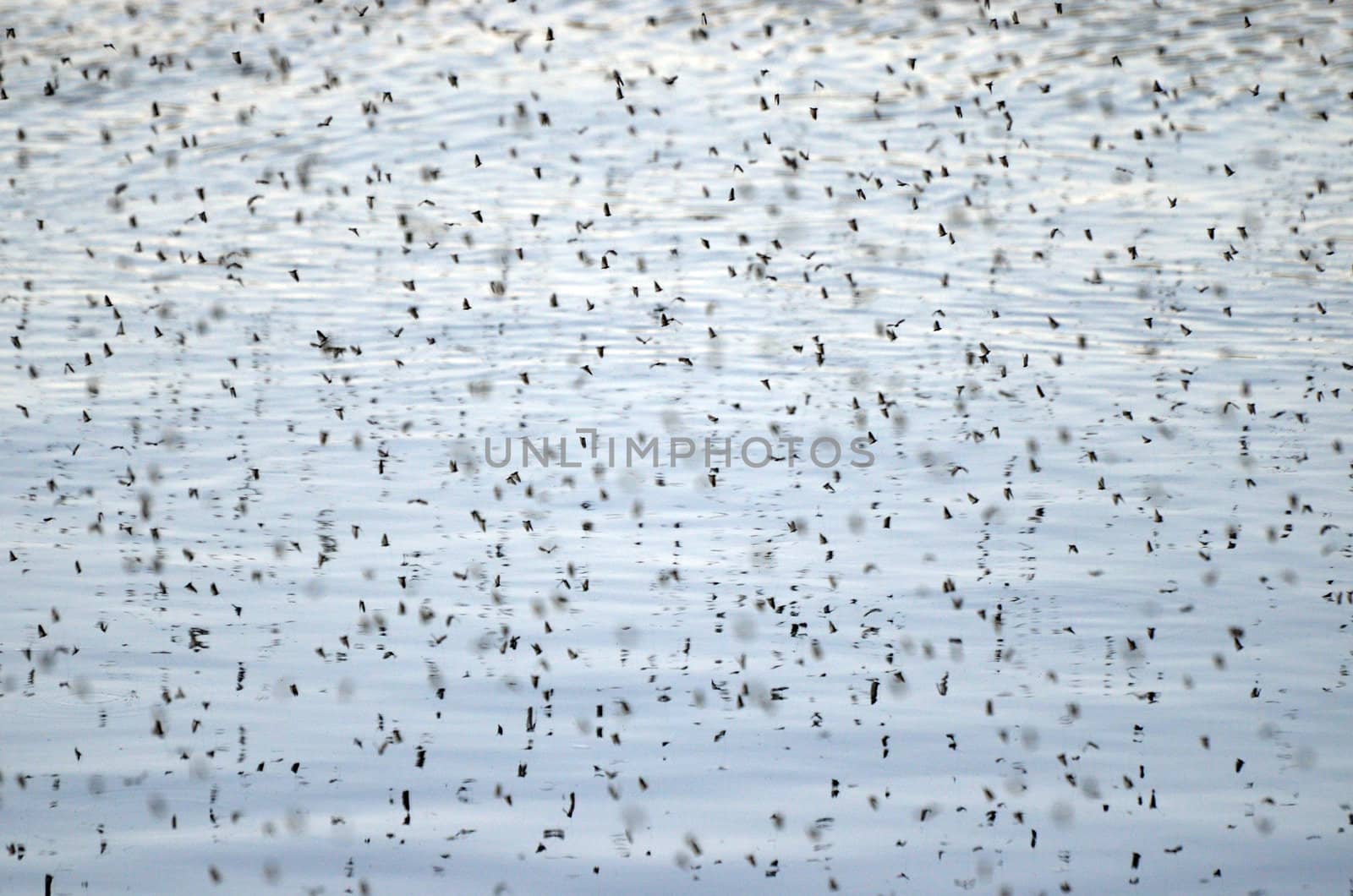 Many insects that swarm in the air above water