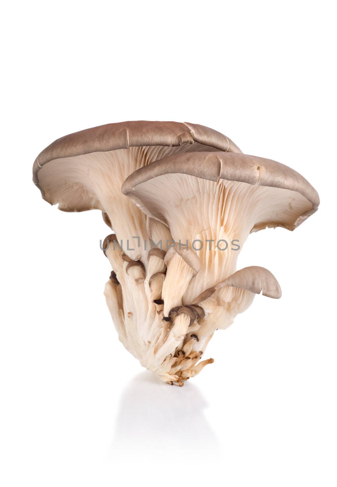 Oyster mushroom by Givaga
