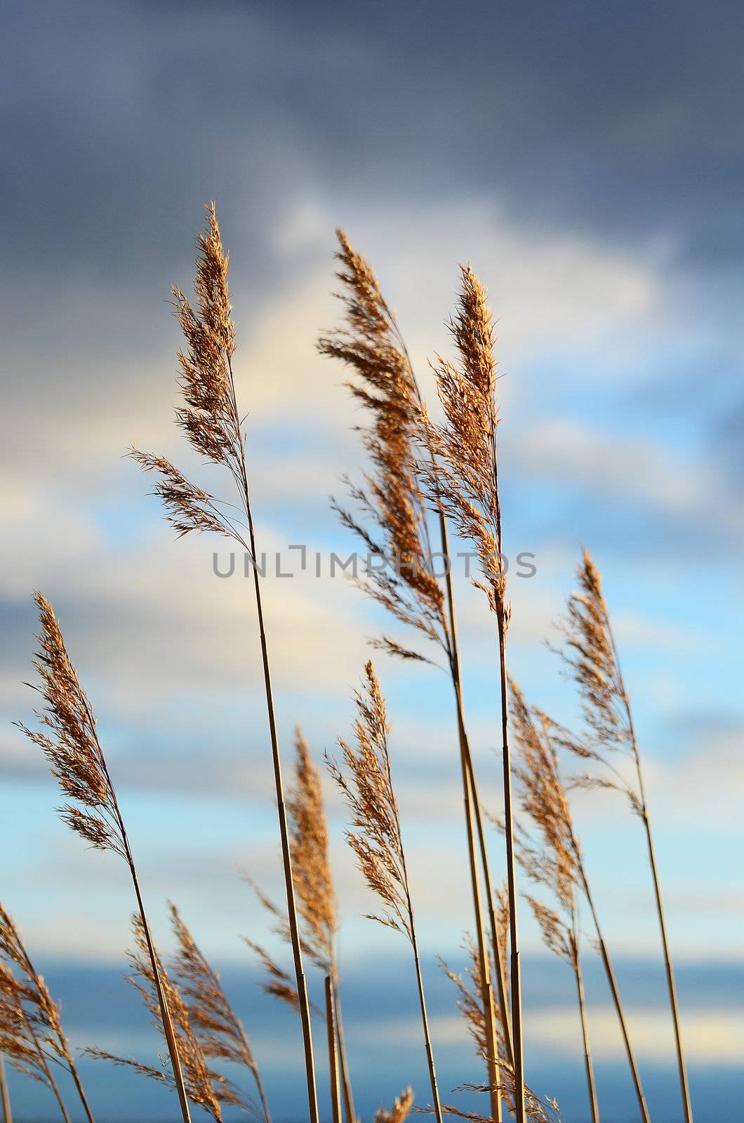 Reeds by ljusnan69