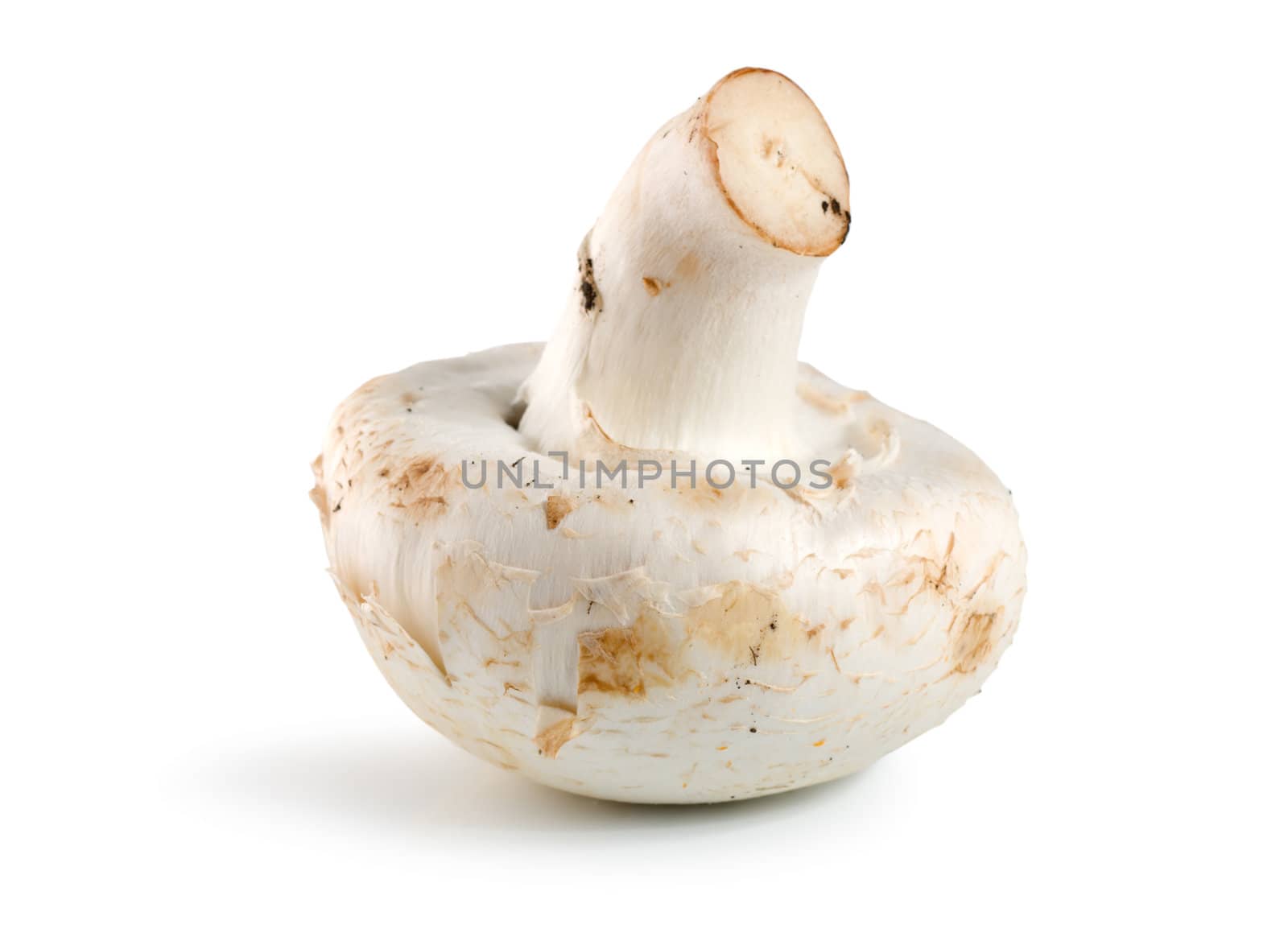 Button or champignon mushroom isolated on white