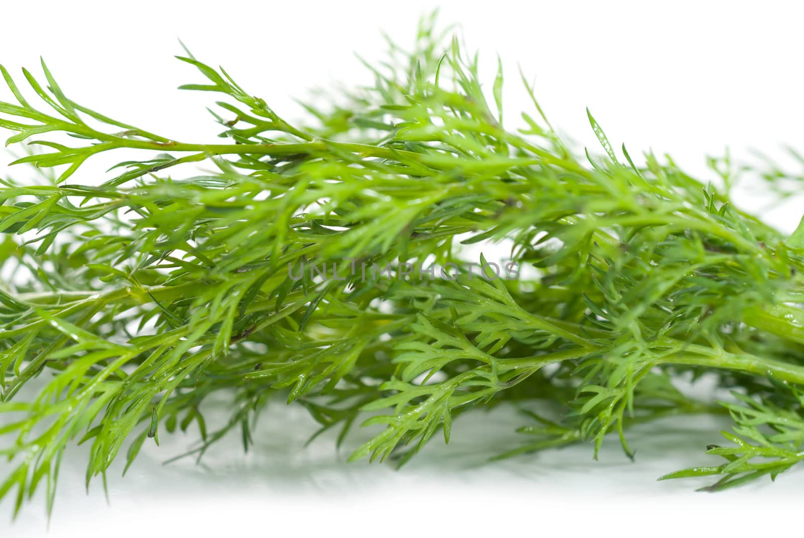 Green dill by Givaga