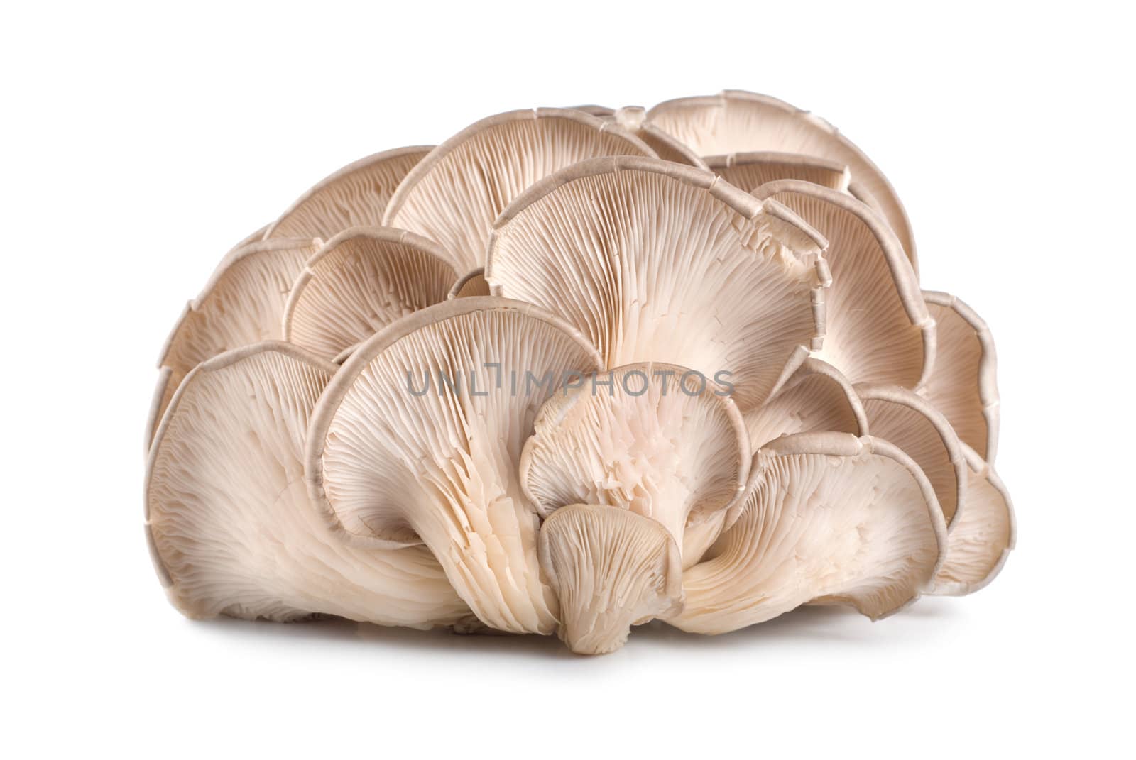 Raw oyster mushroom isolated by Givaga