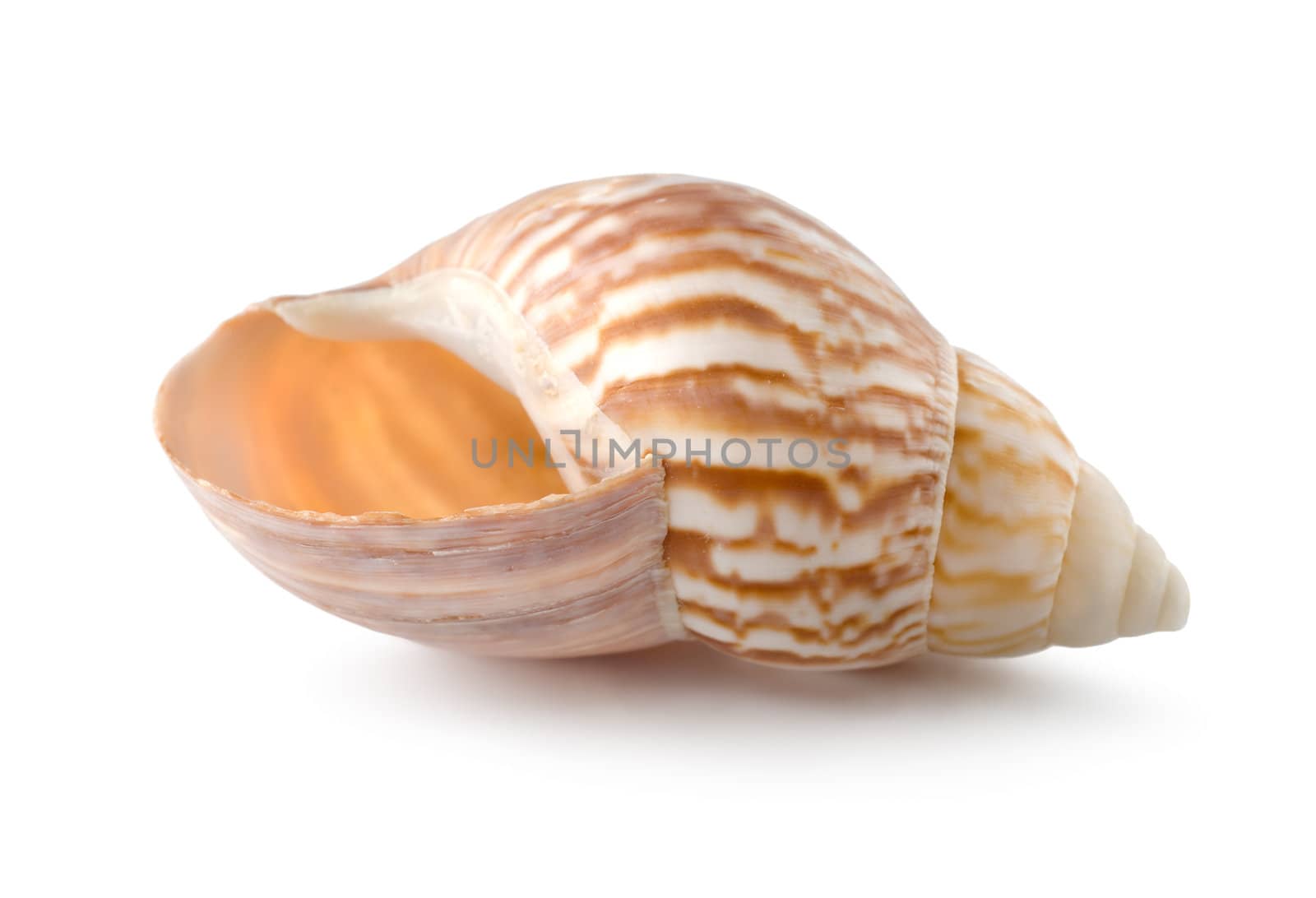 Sea shell by Givaga