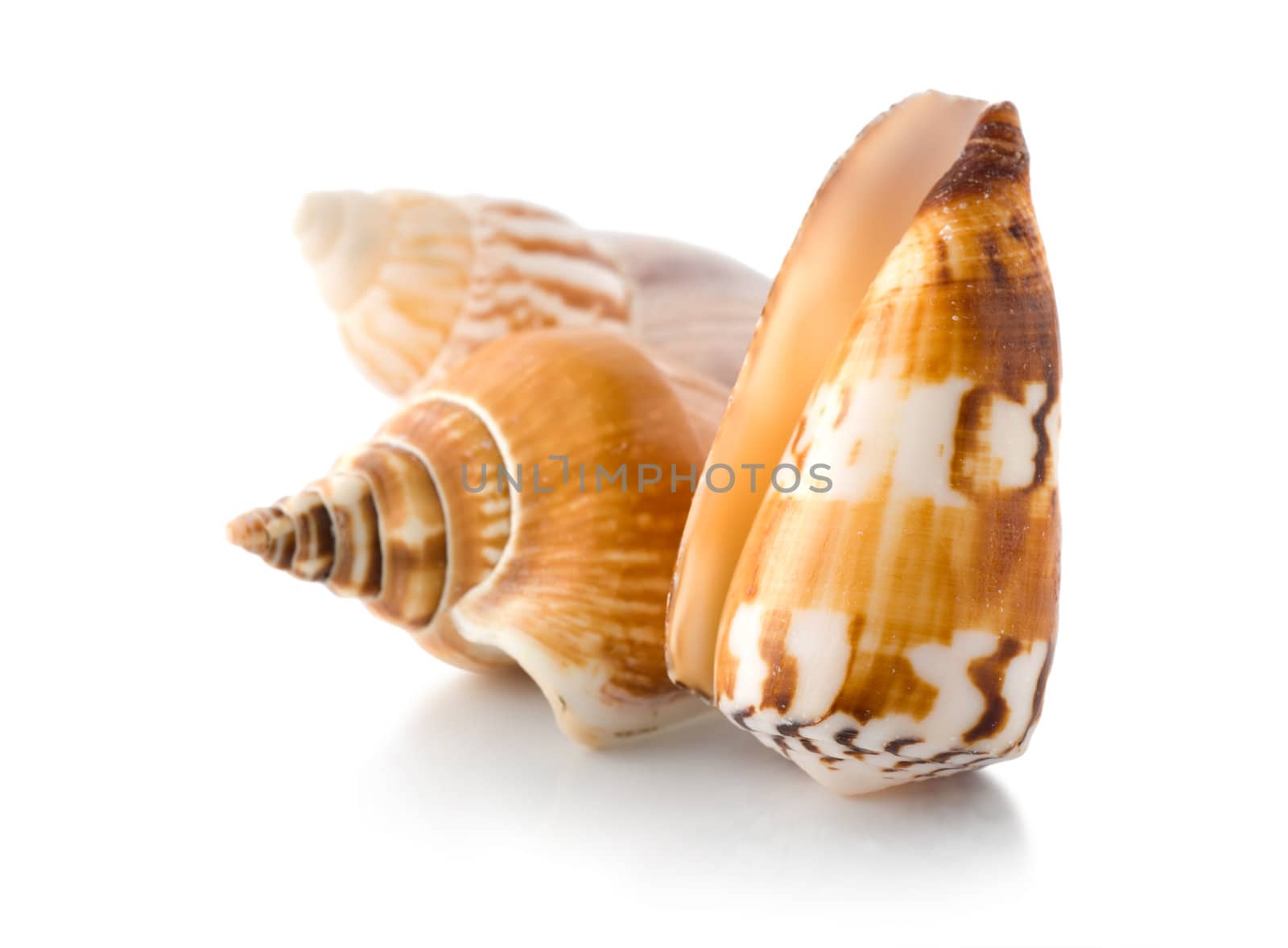 Sea shells isolated by Givaga