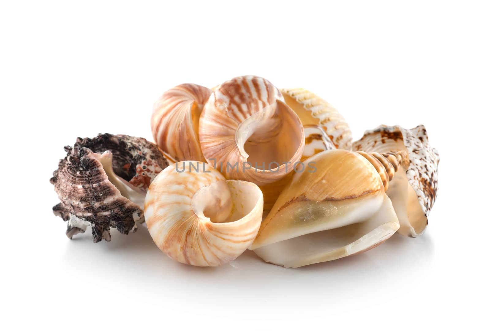 Sea shells by Givaga