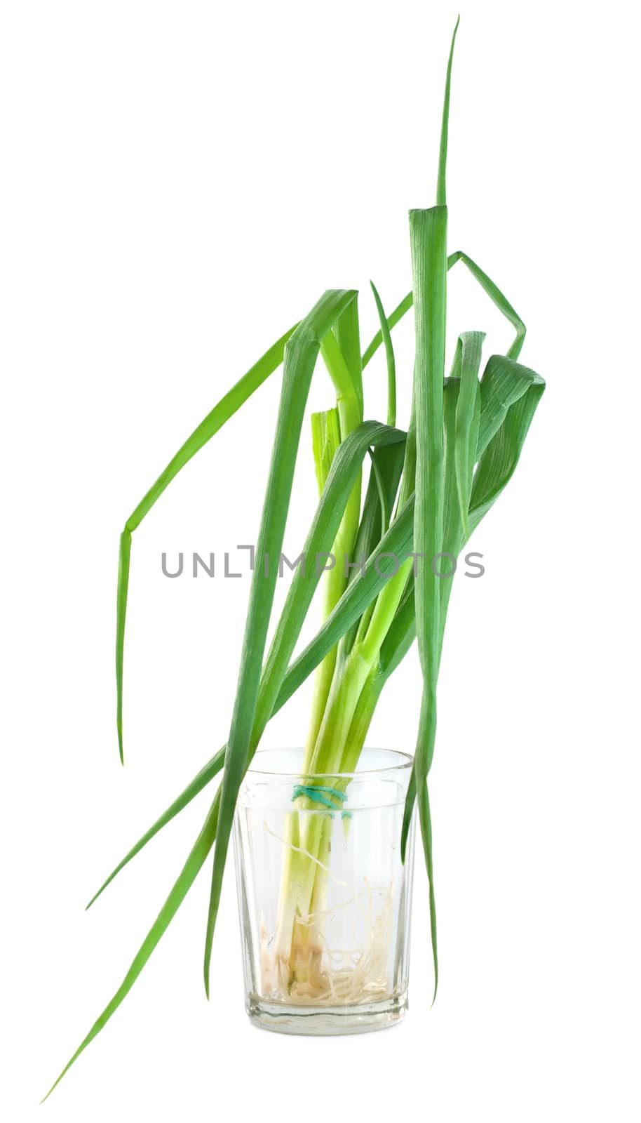 Bunch green onions isolated on a white background