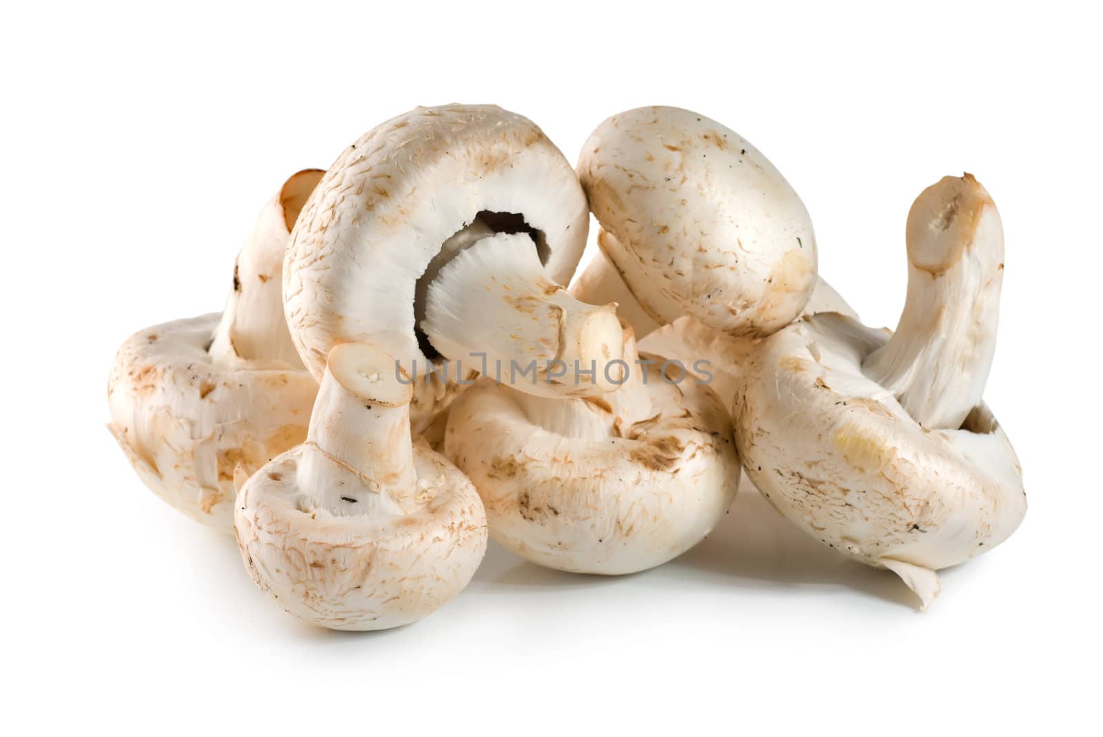 Champigny mushrooms isolated on a white background