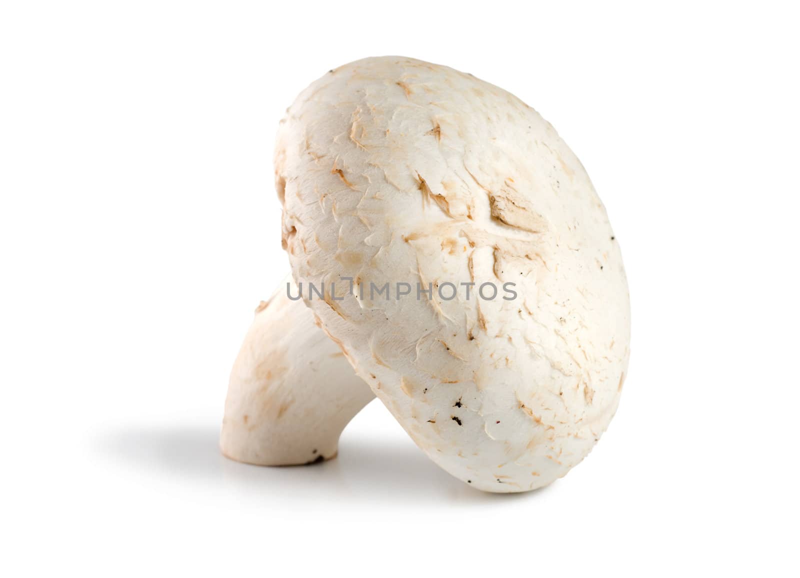 One champignon mushroom isolated on white