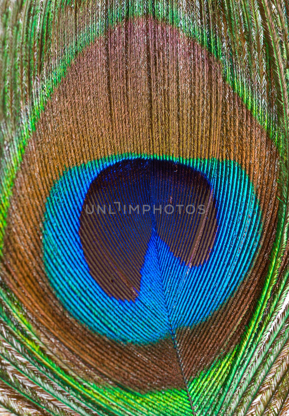 Macro colored iridescent peacock feather closeup background