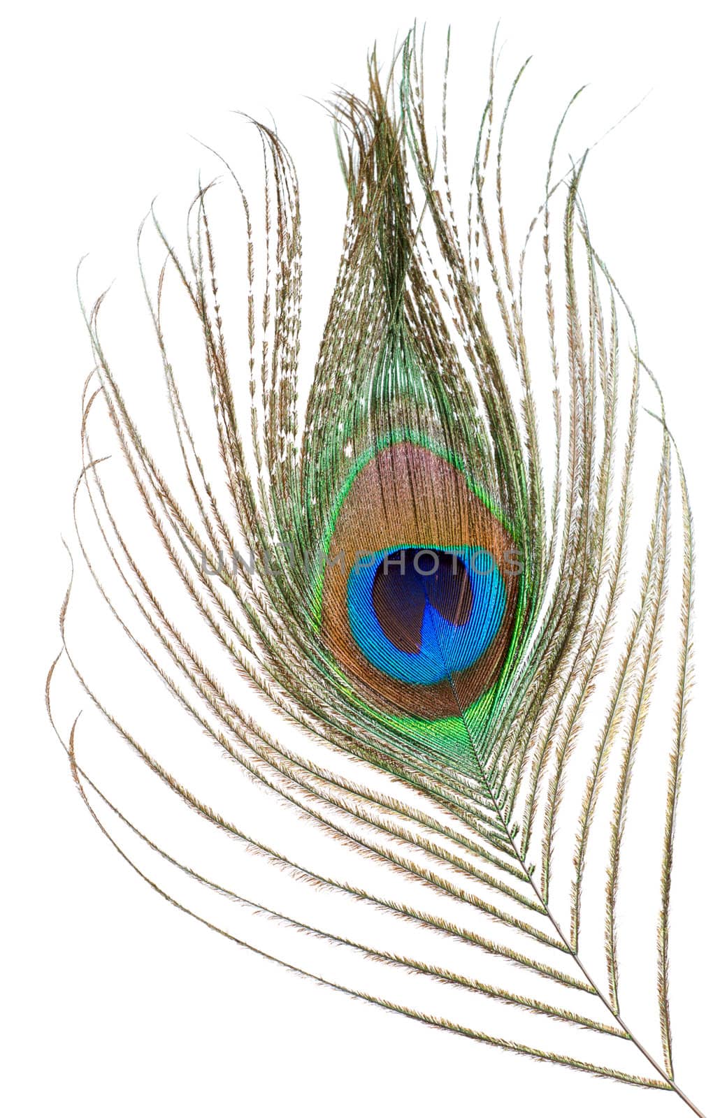 Peacock feather isolated by Givaga