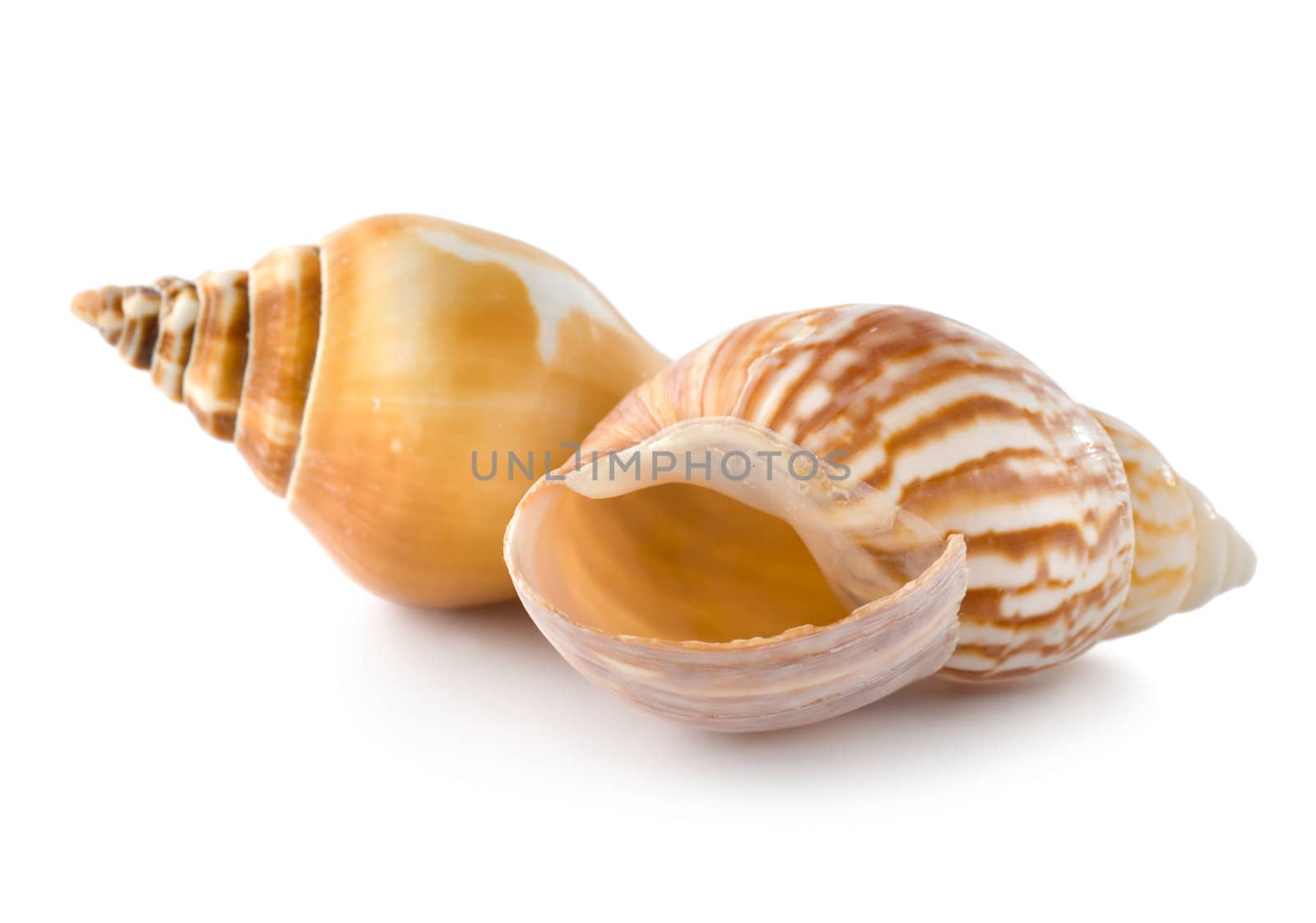 Colorful sea shells isolated on a white background