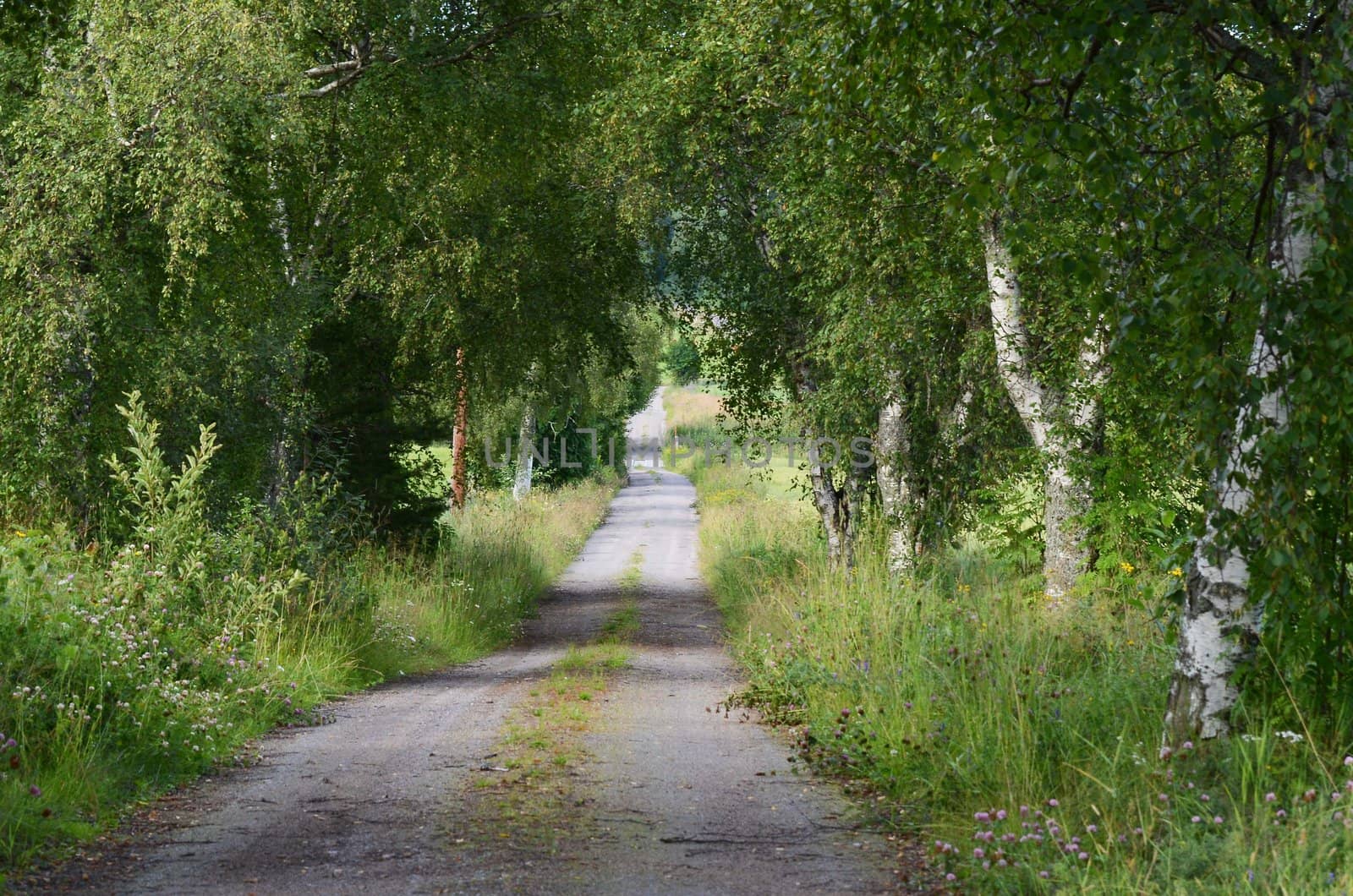 A small narrow road surrounded by birch trees winding up in rural areas
