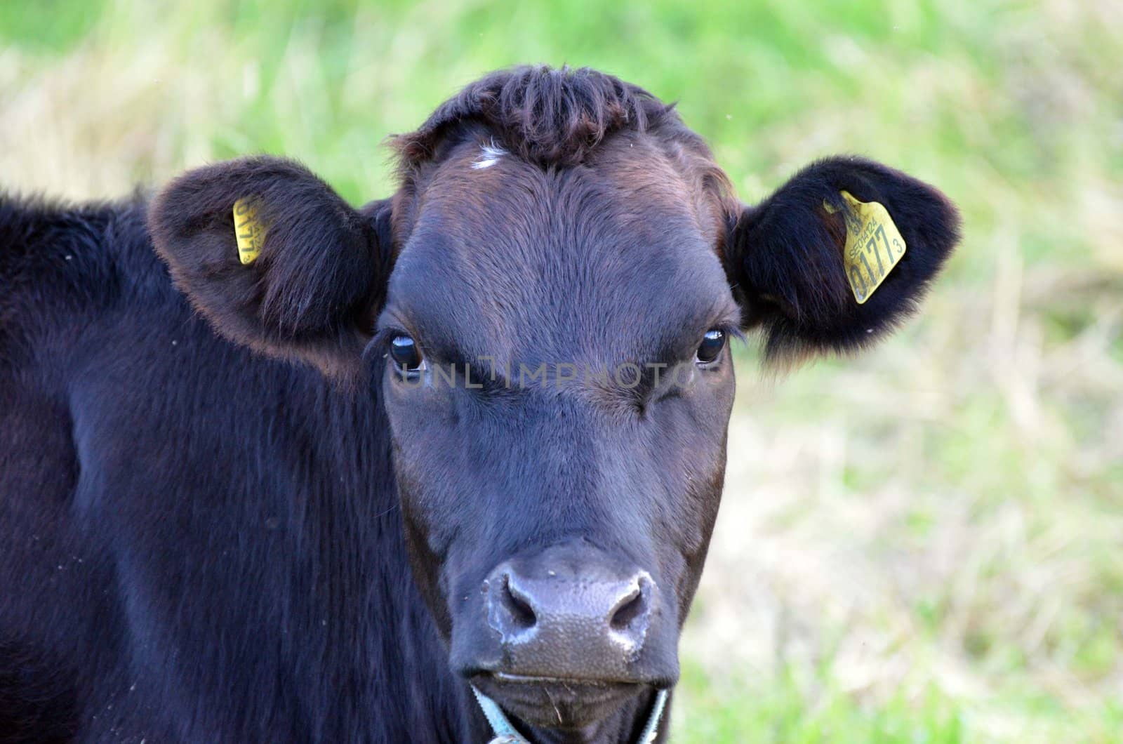 Black cow by ljusnan69
