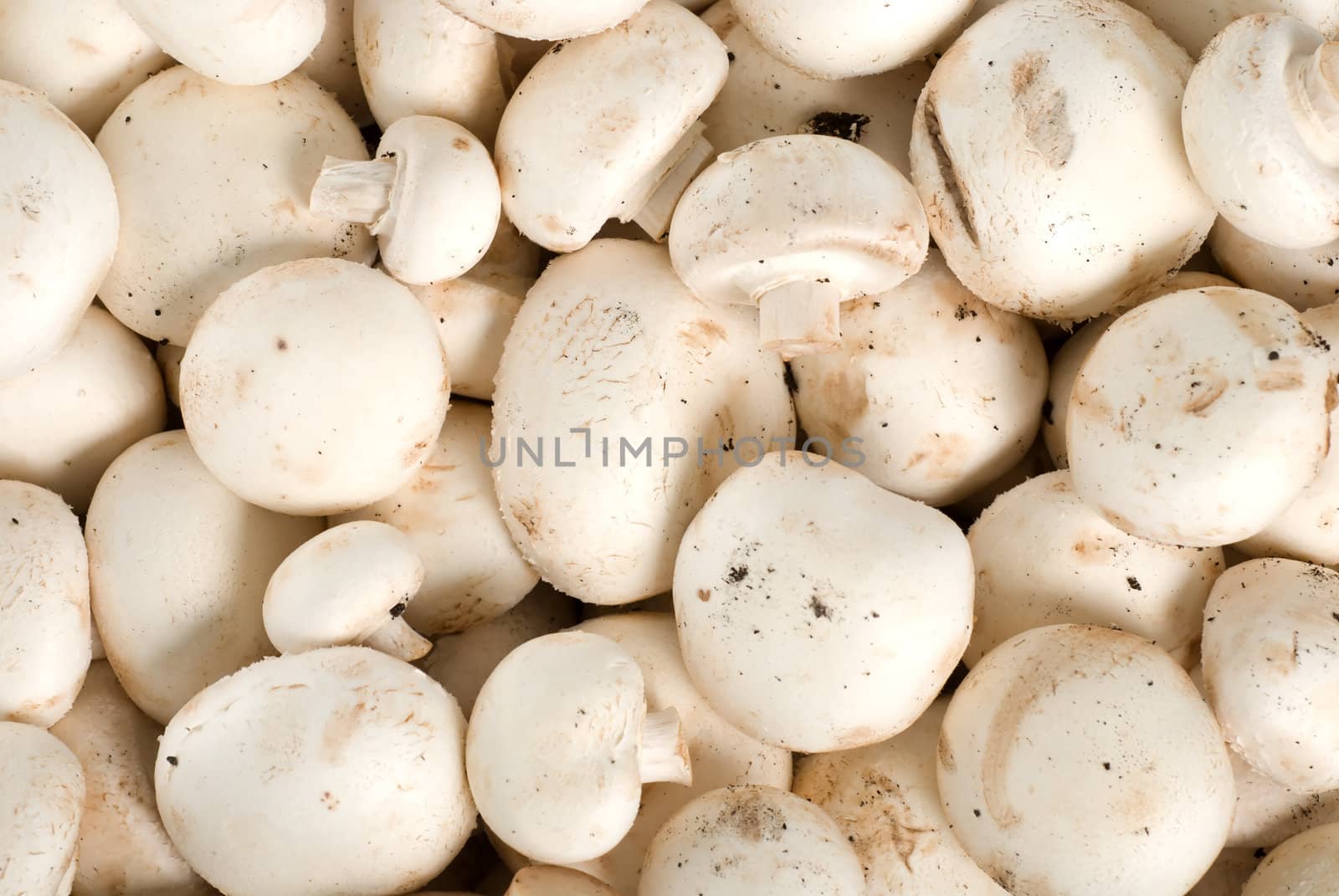 Background of a heap of raw mushrooms