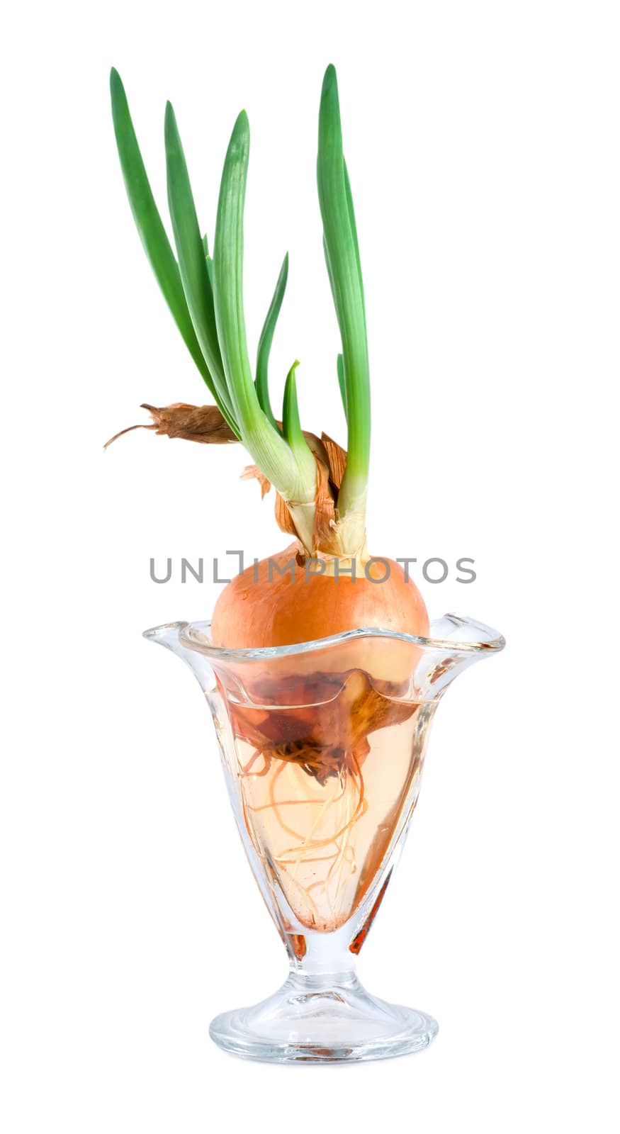Onions in a glass vase by Givaga