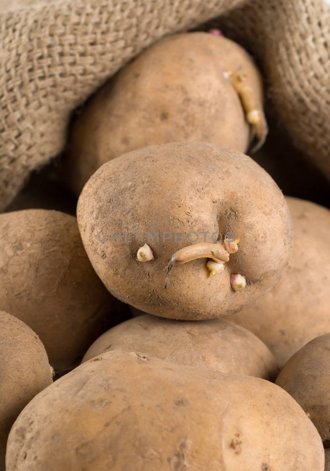 Raw potatoes in an old rag bag