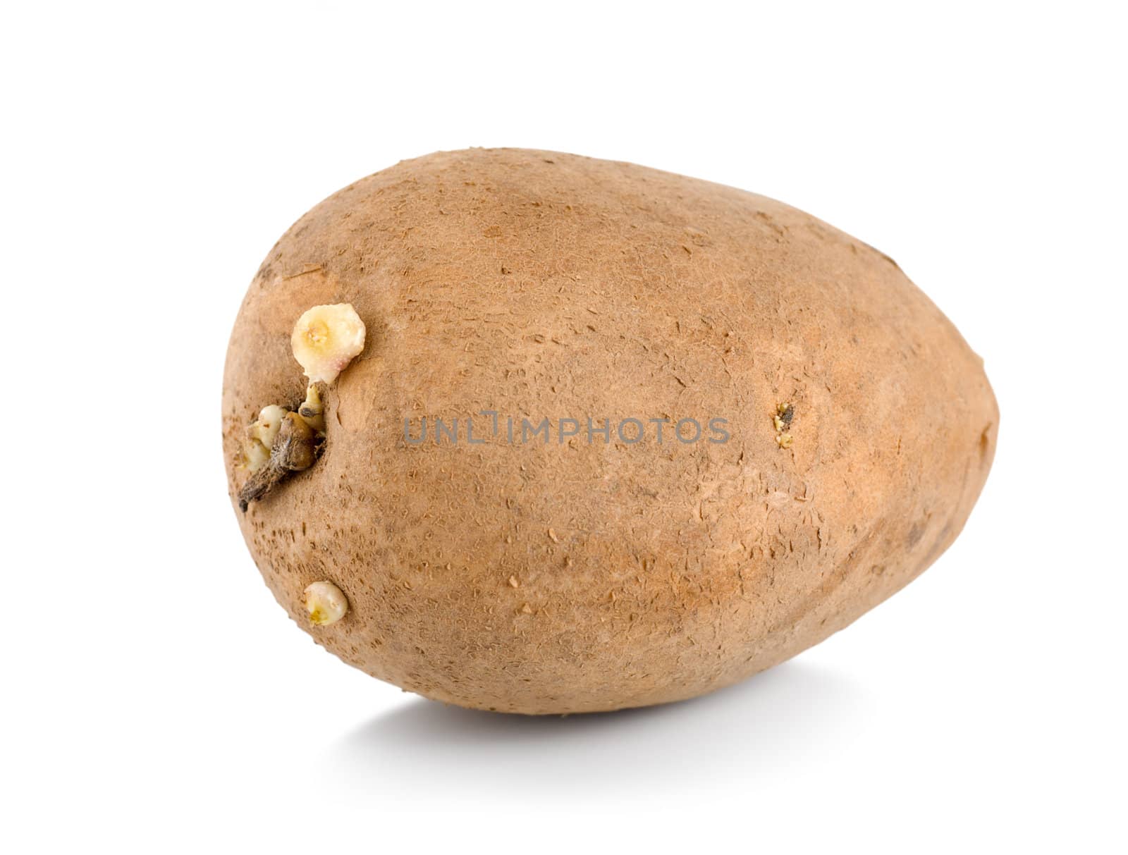 One raw potatoe isolated by Givaga