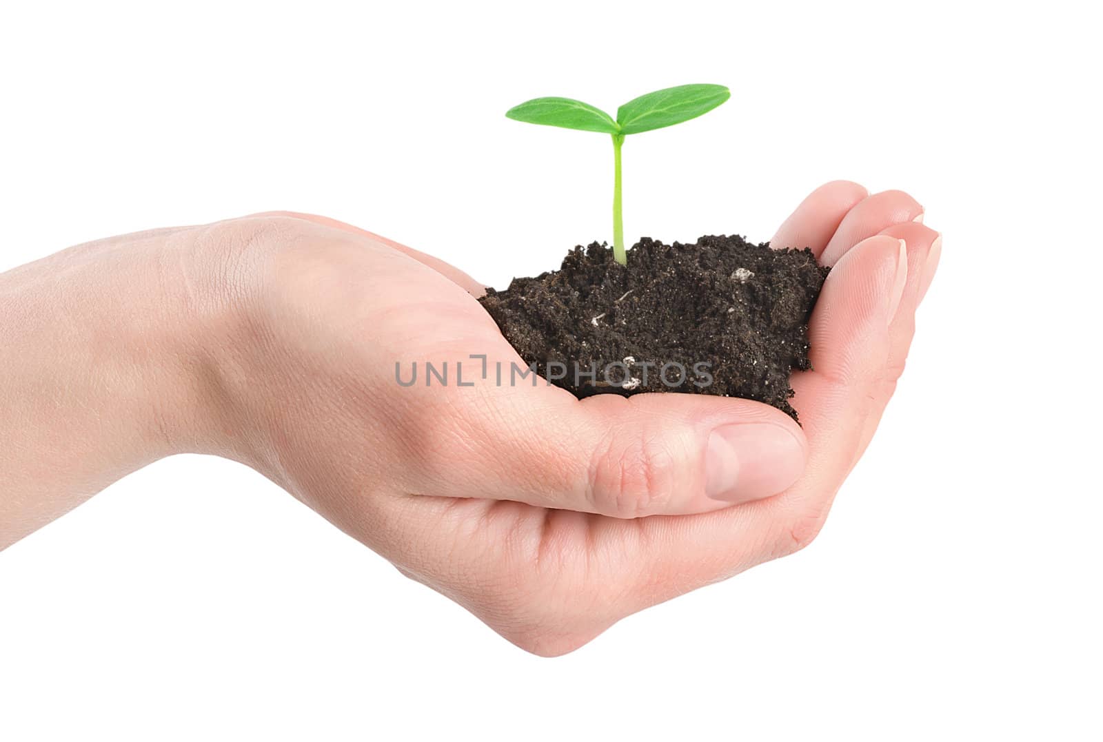 Human hands and young plant isolated by Givaga