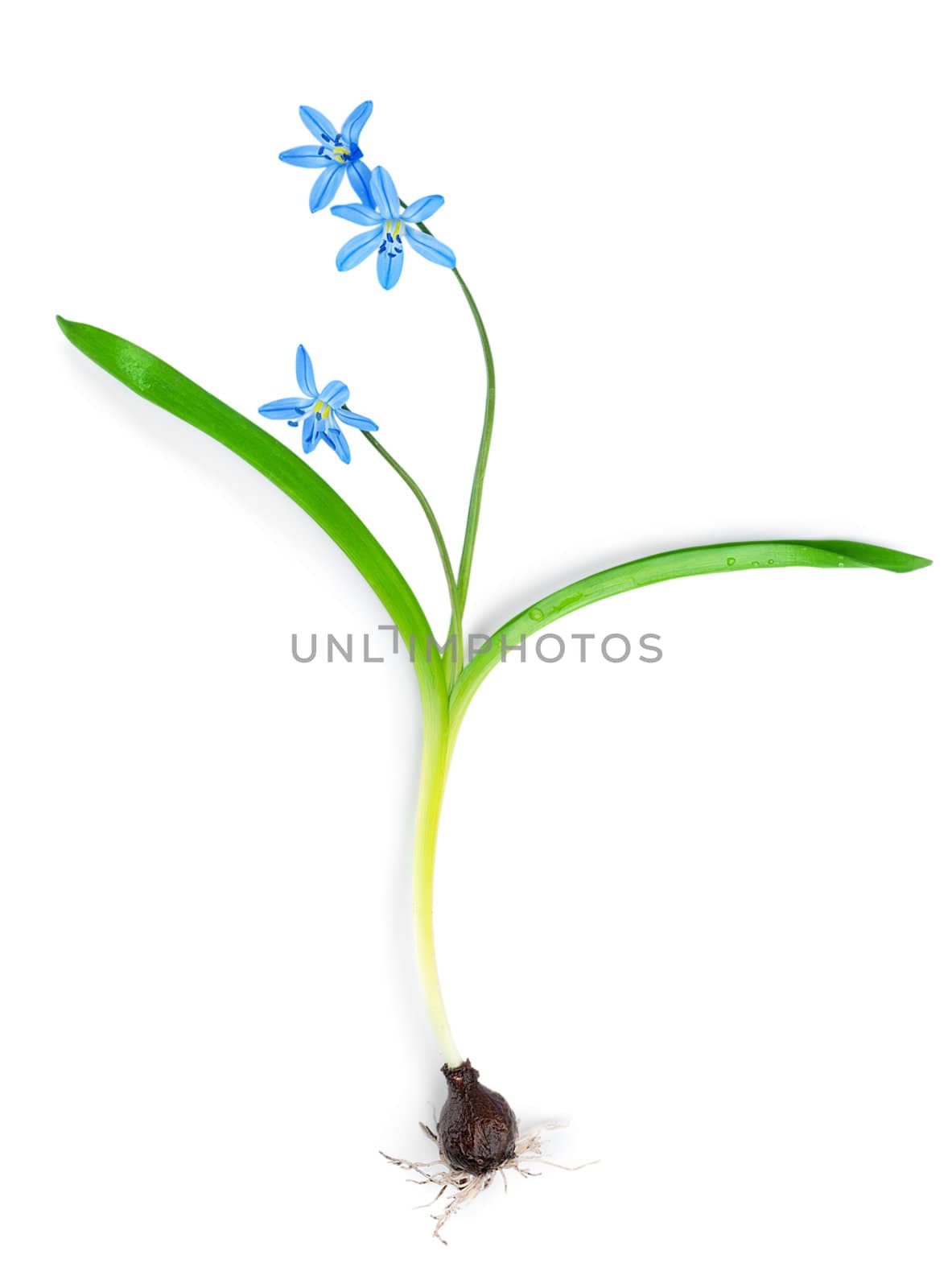 Snowdrop blue isolated by Givaga