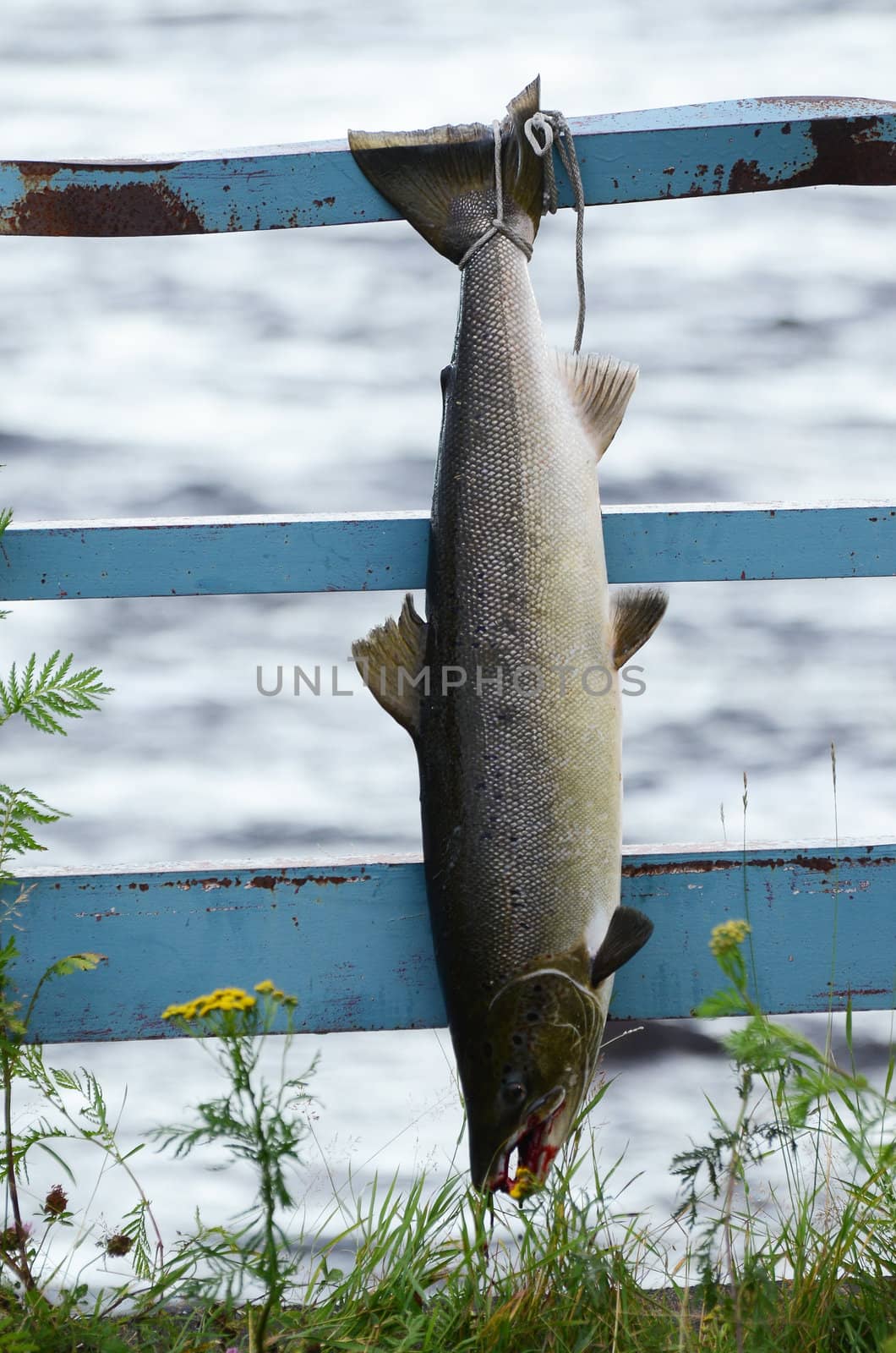 A large fresh caught salmon