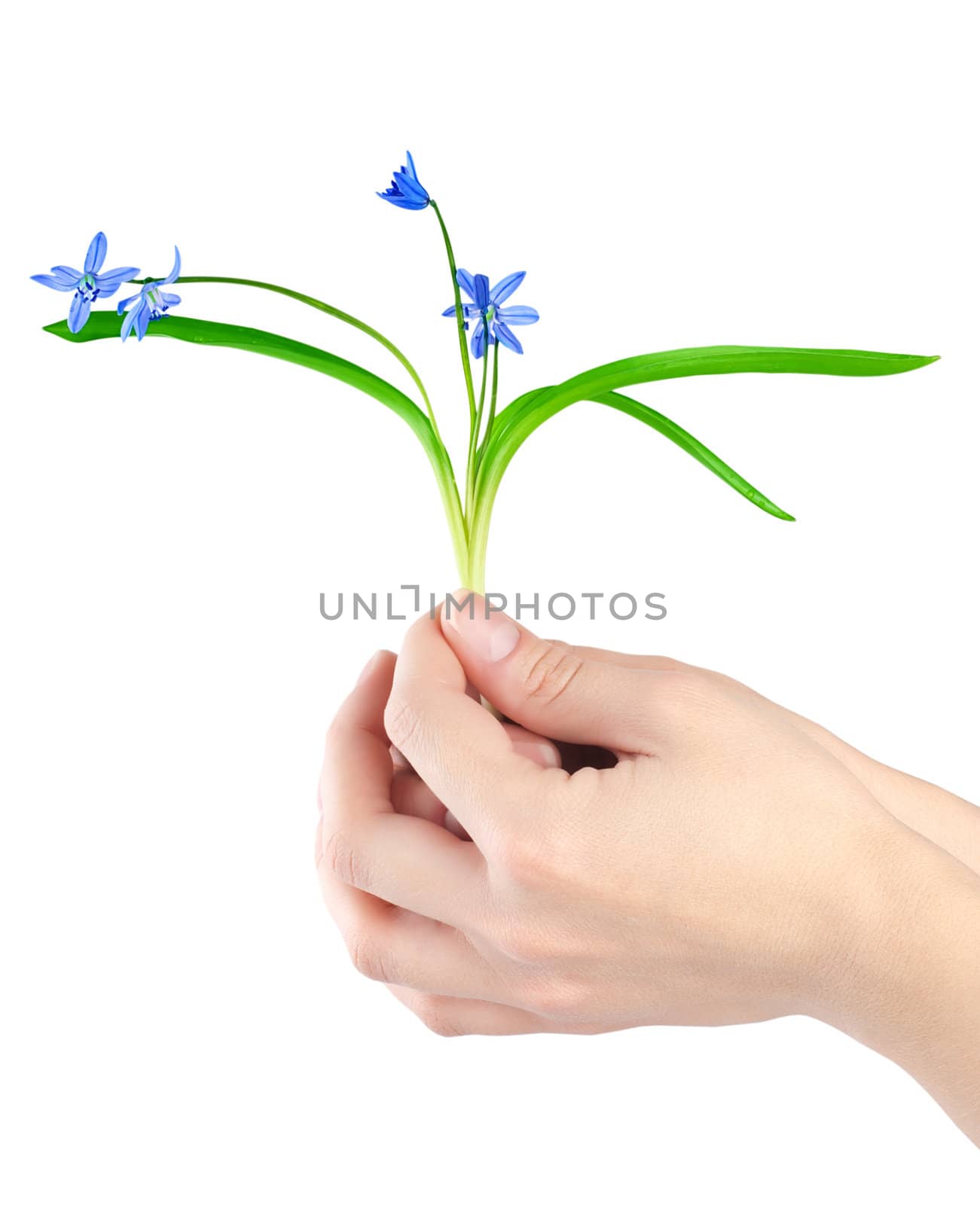 Snowdrops in hands isolated on white background