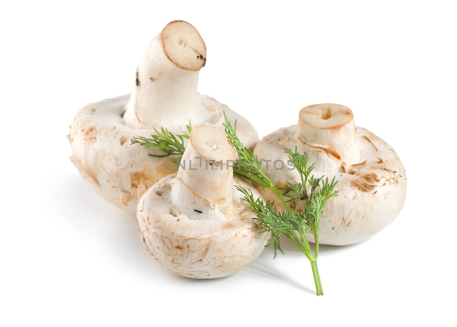 Tree mushrooms and dill isolated on white background