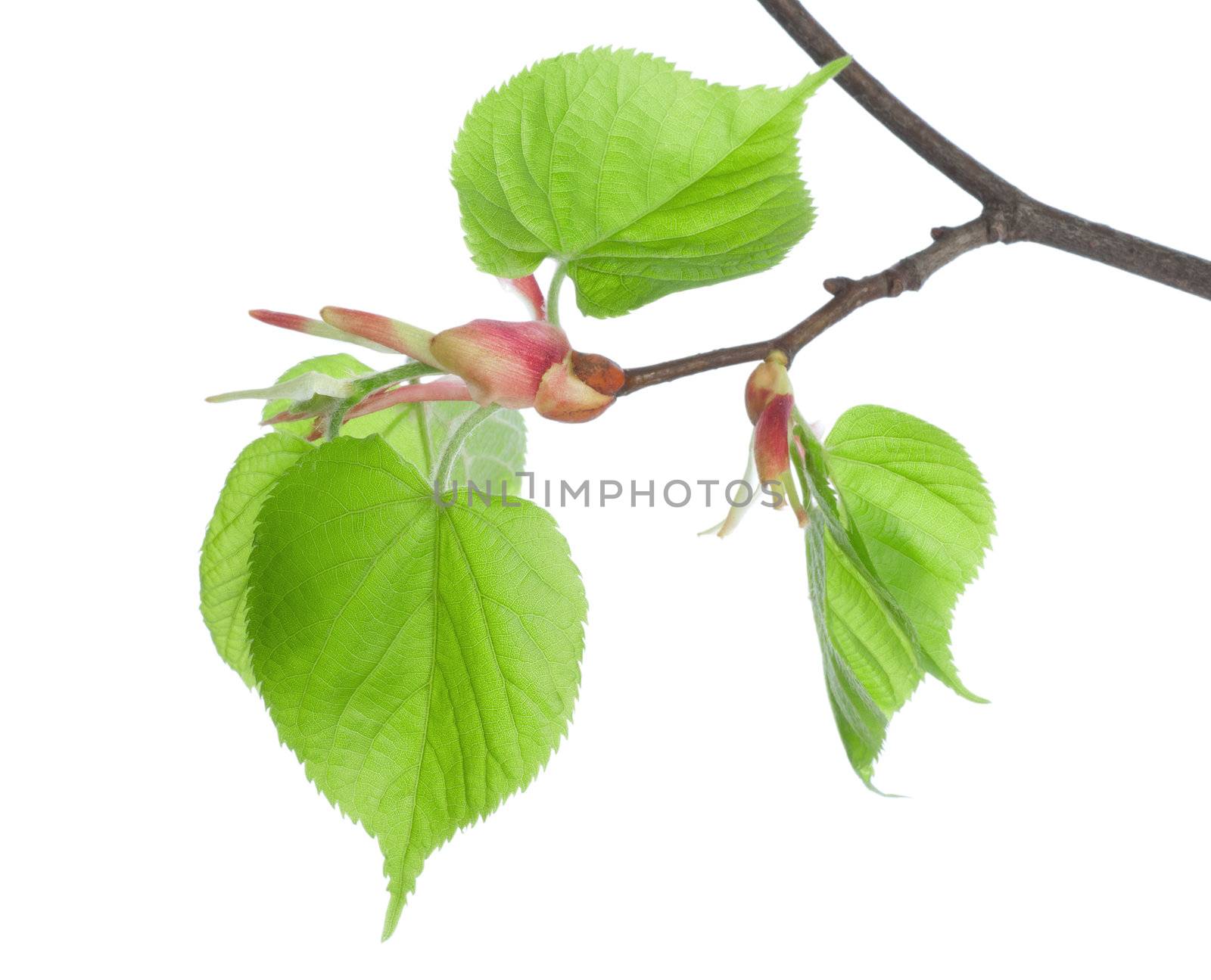 Branch lime isolated on a white background