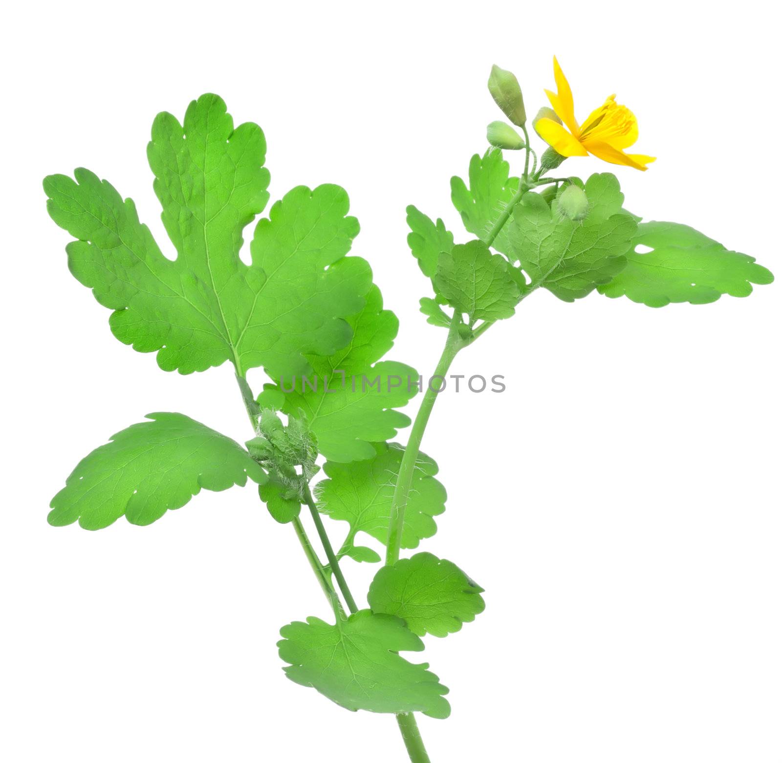 Blooming celandine isolated on a white background