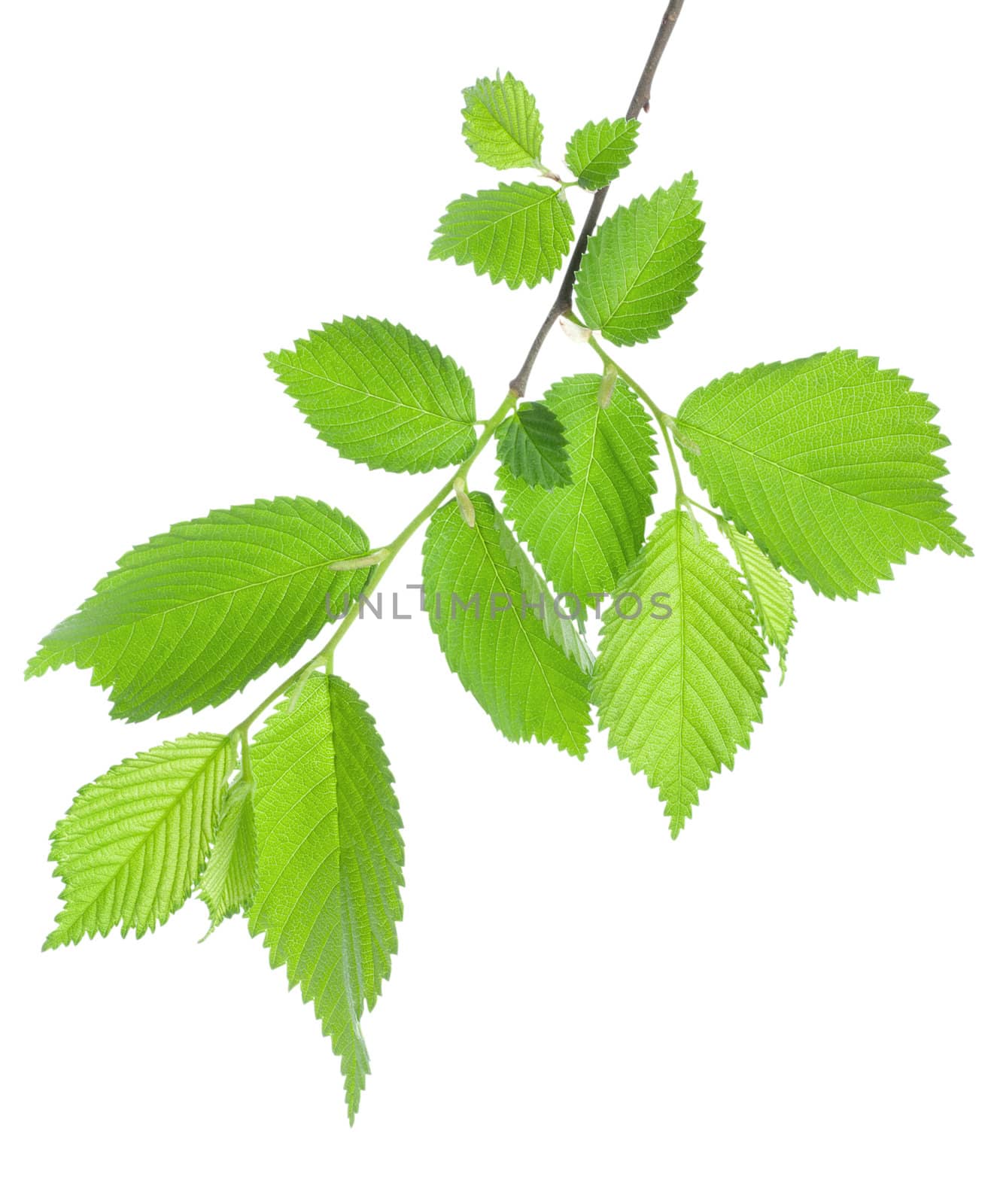 Branch of green leaves isolated on white background