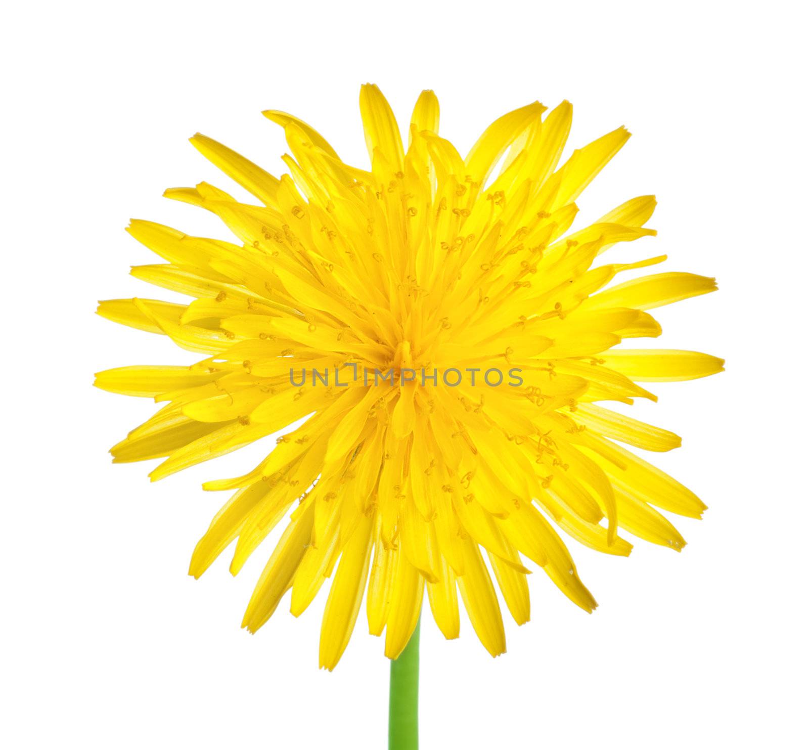 Dandelion close up by Givaga