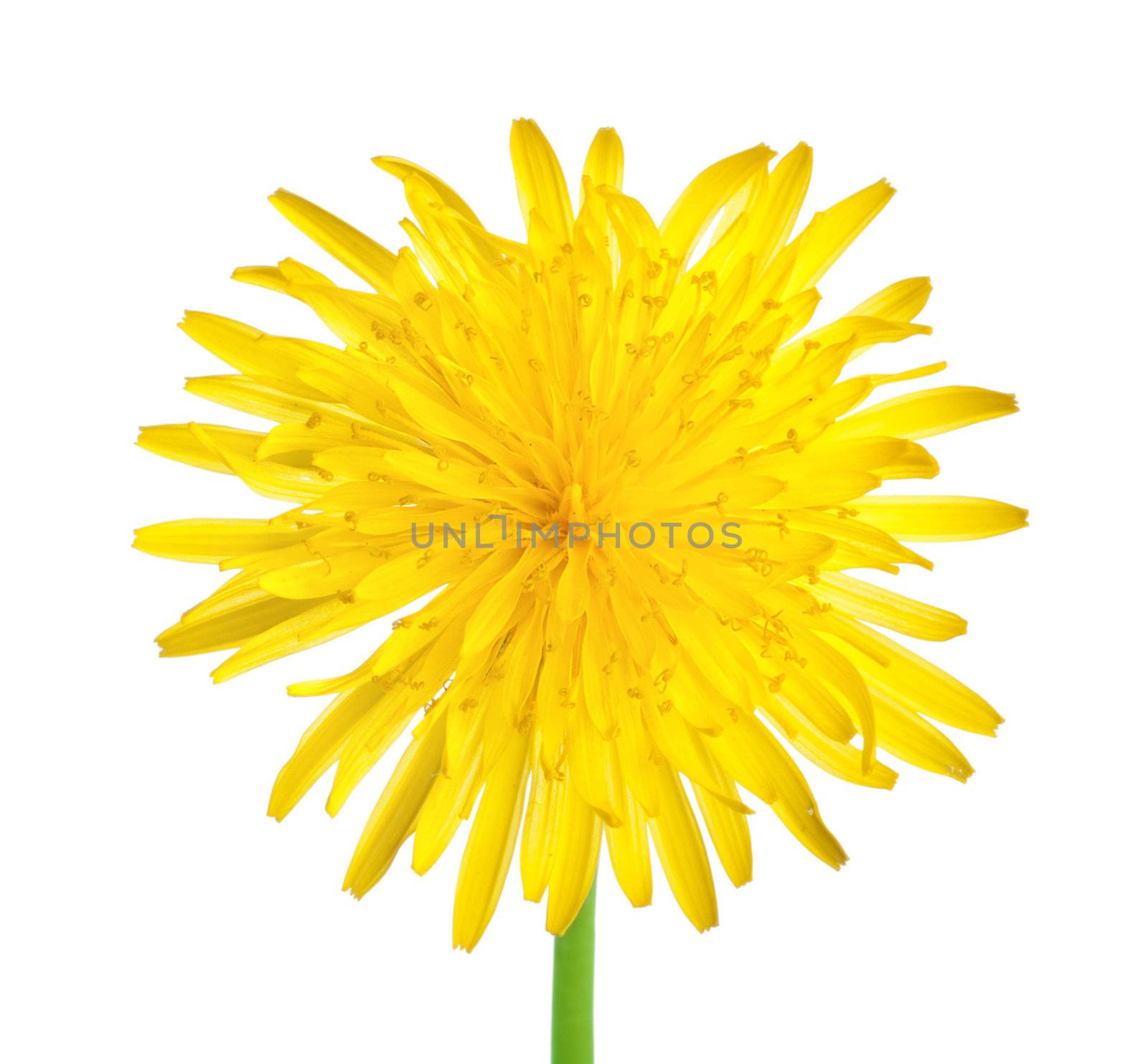 Dandelion close up isolated on white background