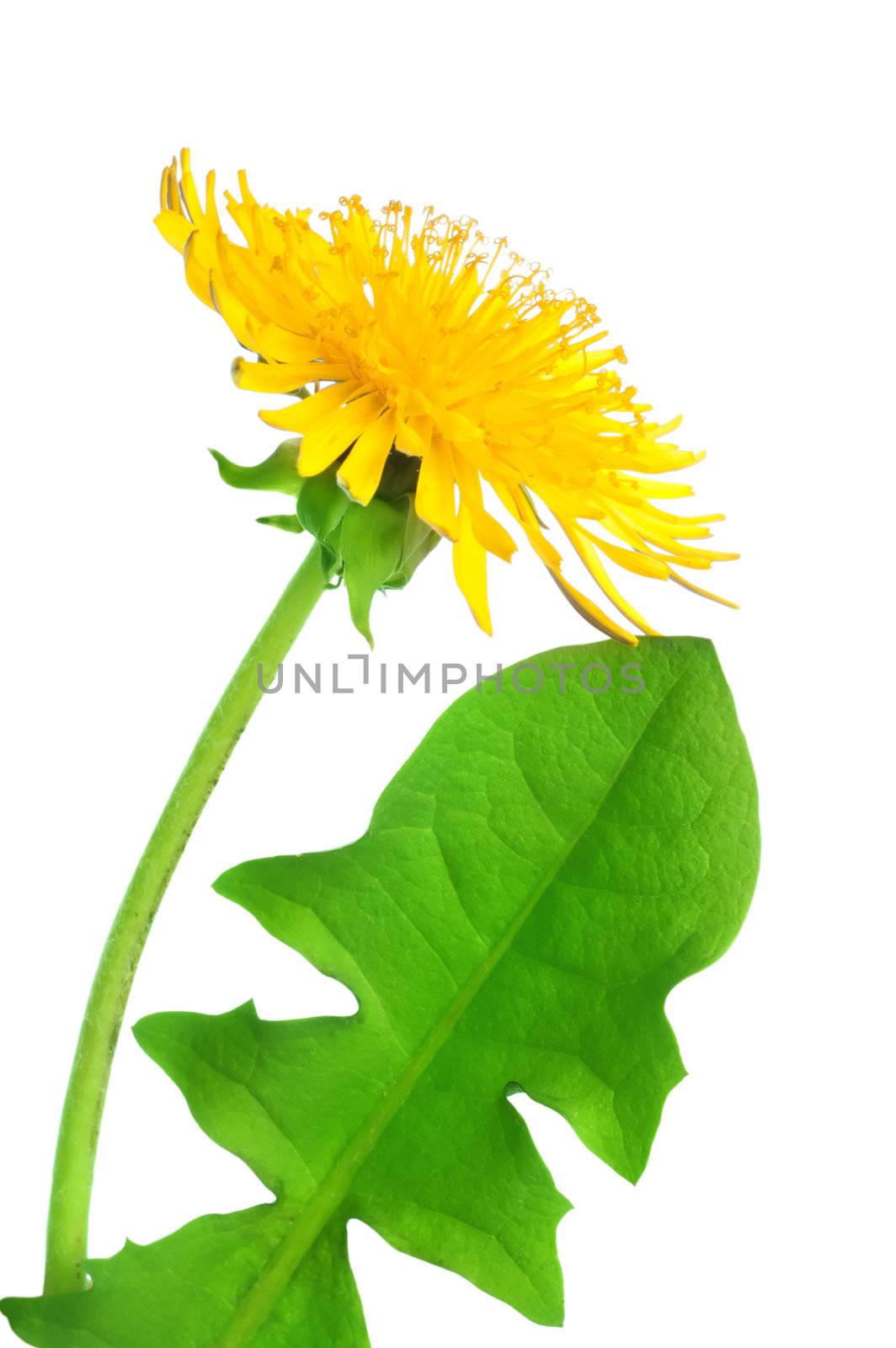 Dandelion flower isolated on white background