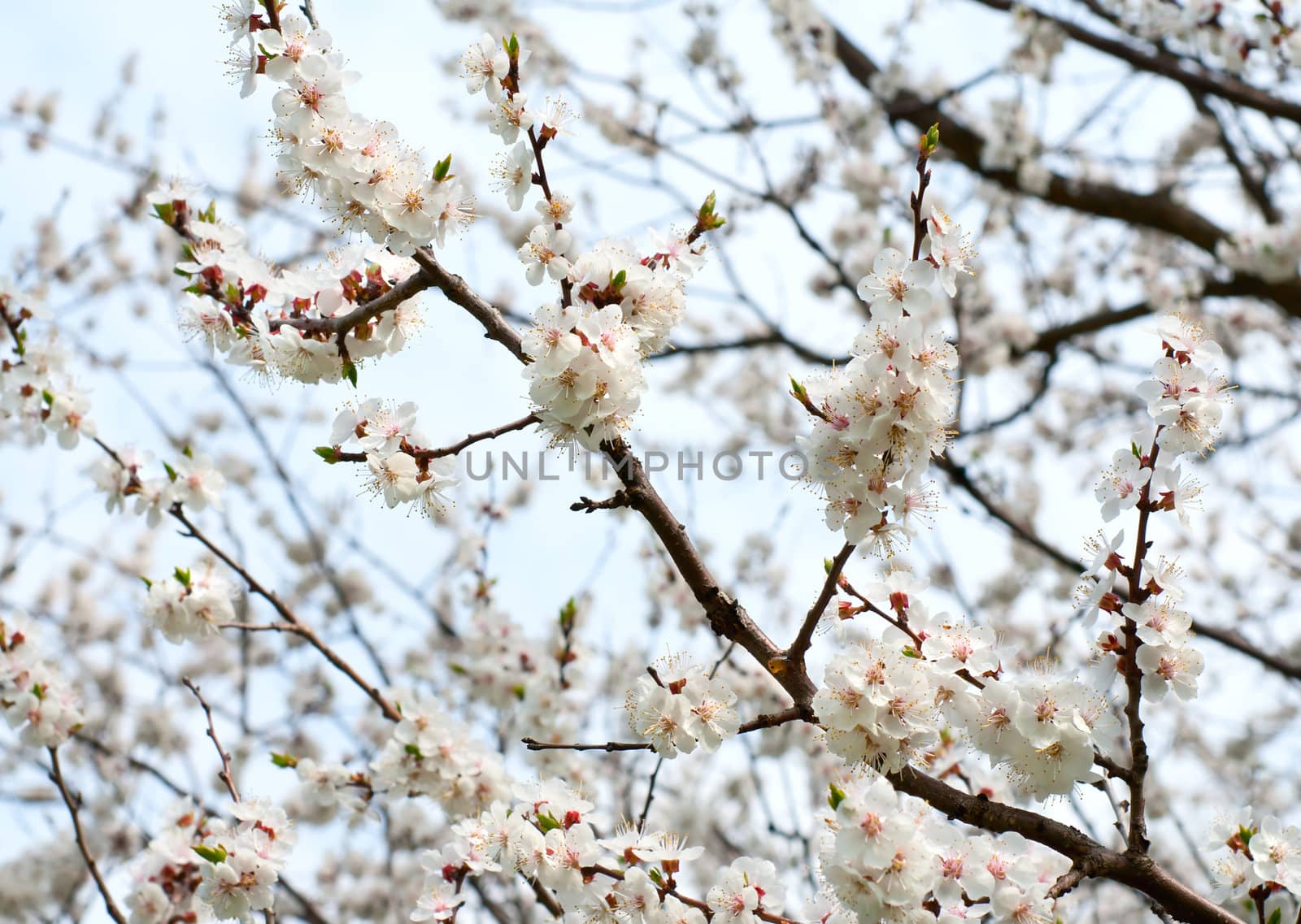 Flowering apricot tree and spring sunny day