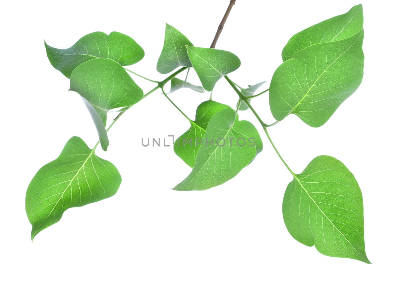 Young leaves of lilac isolated on white background