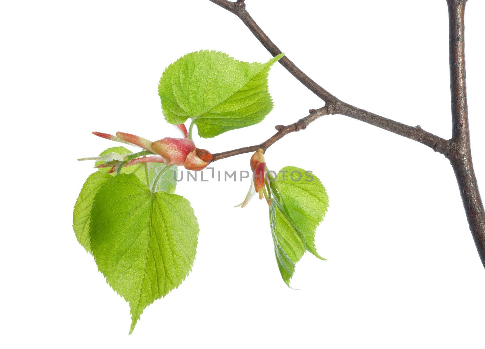 Lime tree isolated on a white background