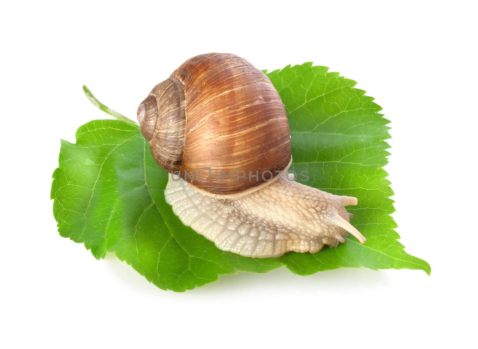 Snail on a green leaf isolate on a white background