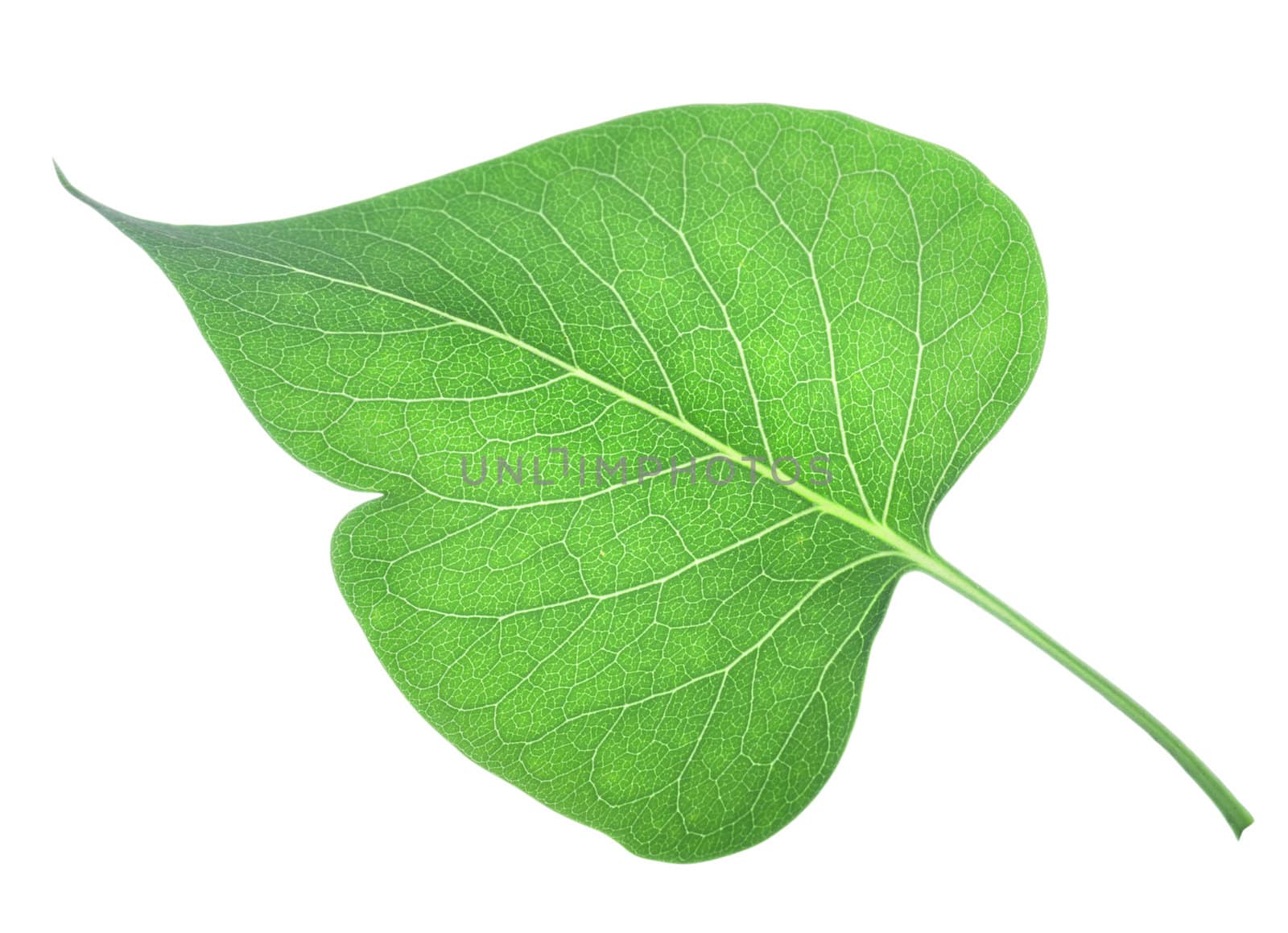 Young leaves of lilac isolated on a white background