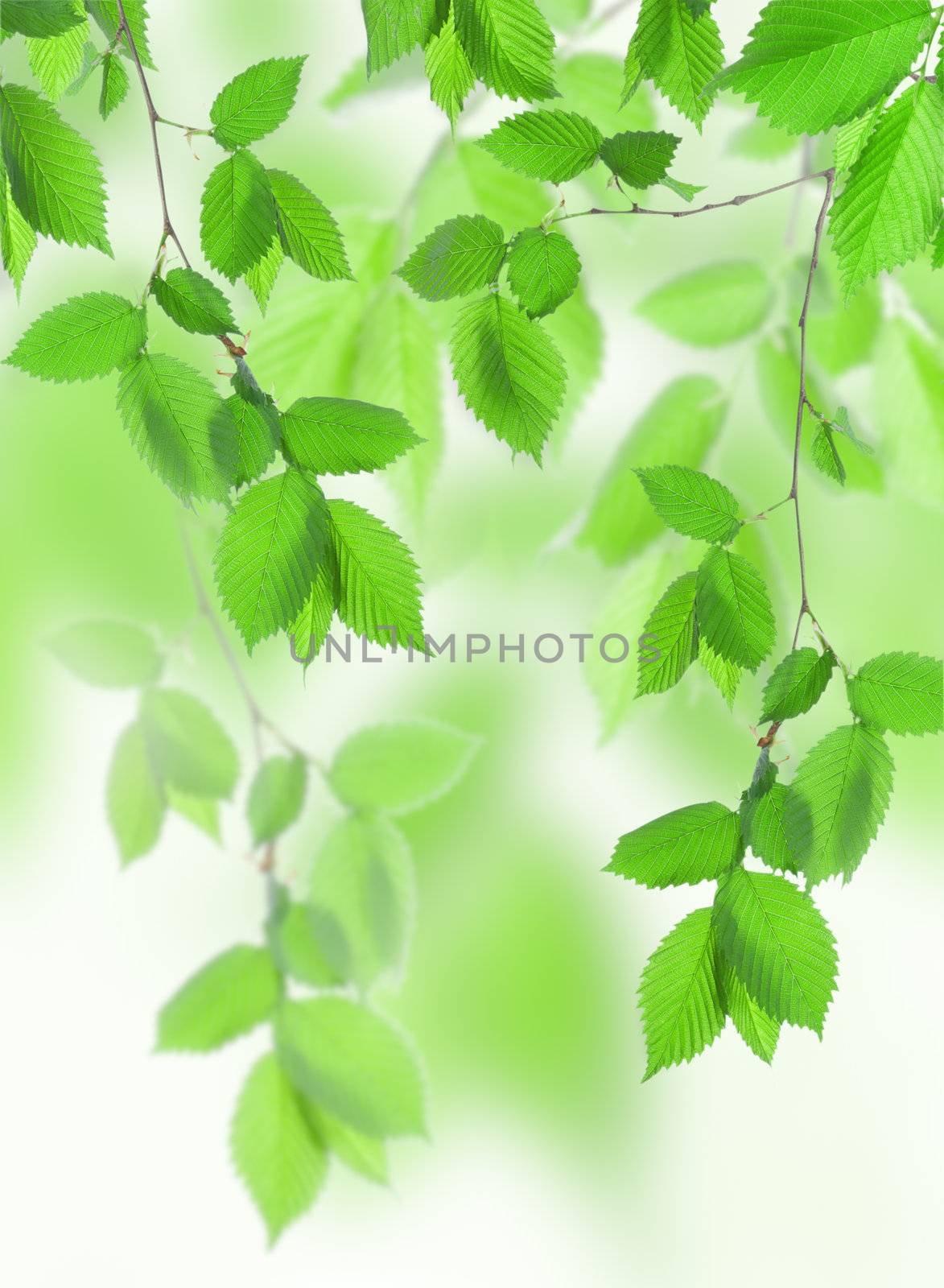 Beautiful spring green leaves in the forest