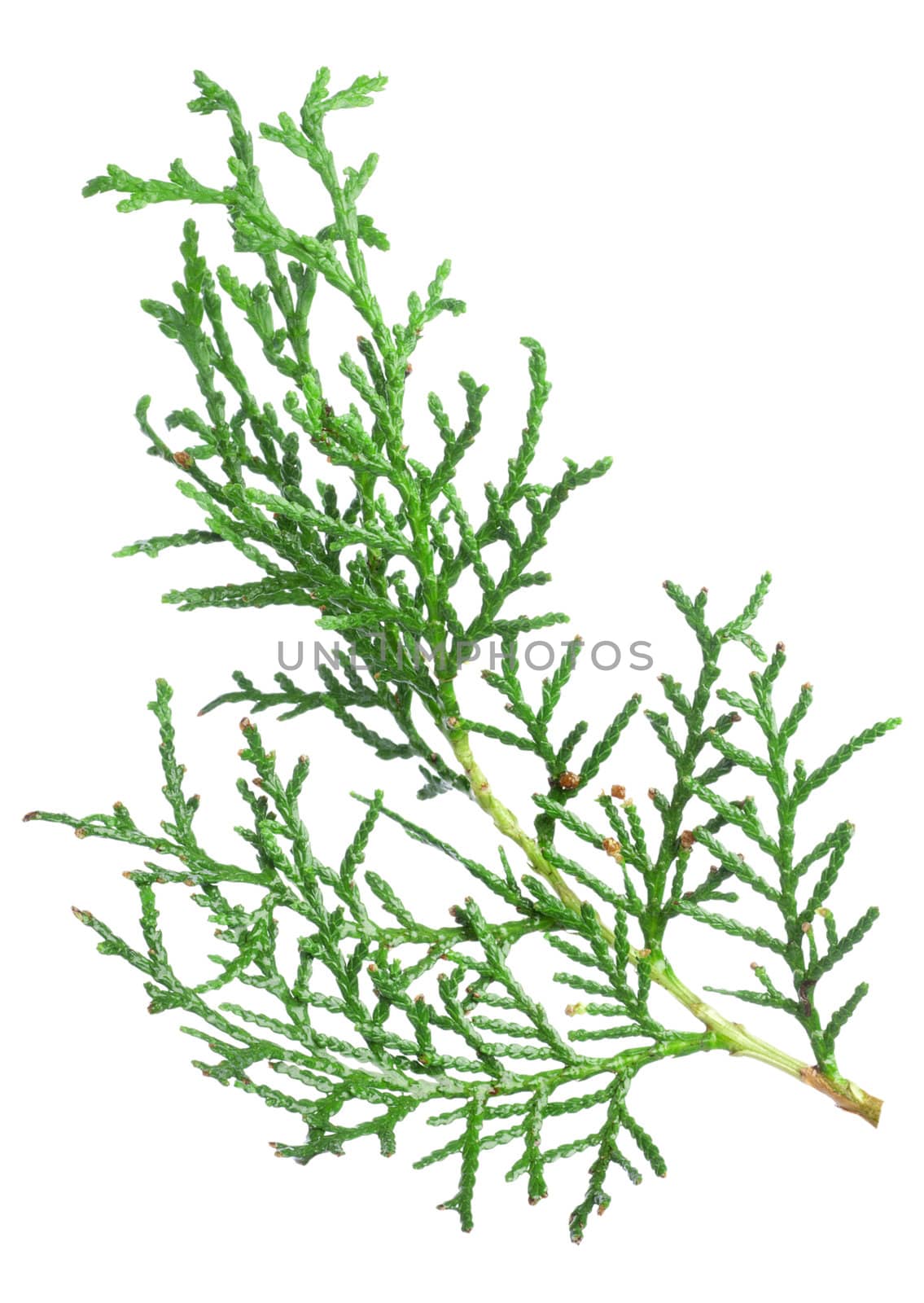 Branch thuja twig isolated on a white background