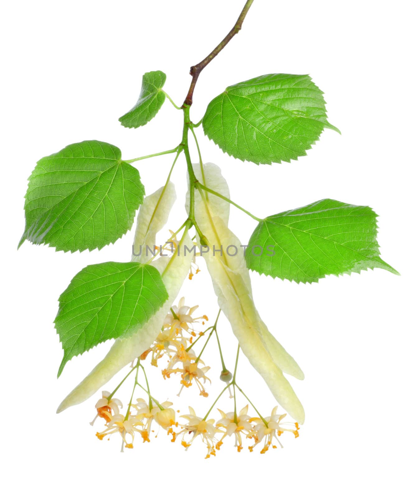 Flowers of linden-tree on a white background