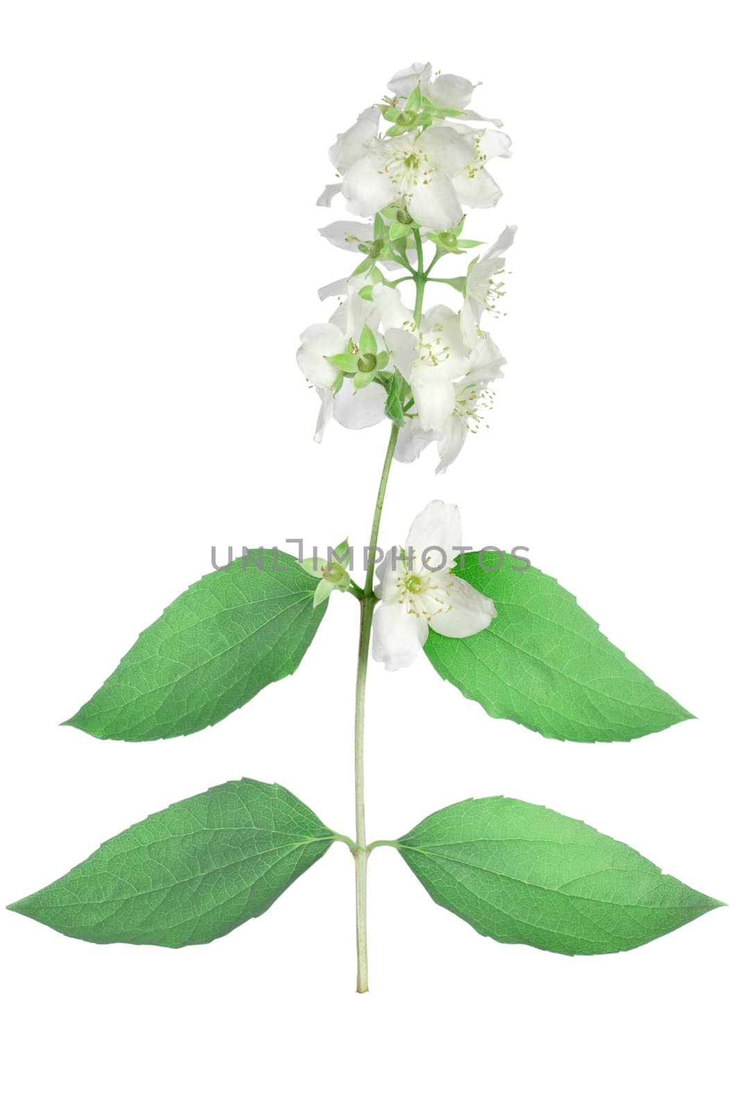 Jasmine branch isolated on a white background