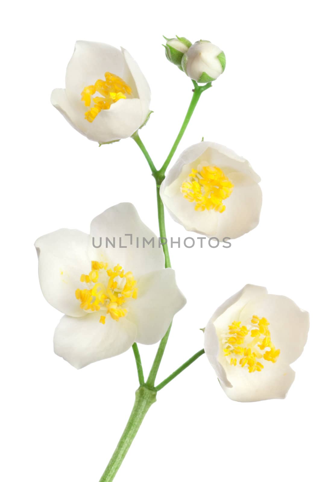 Jasmine flowers isolated on a white background