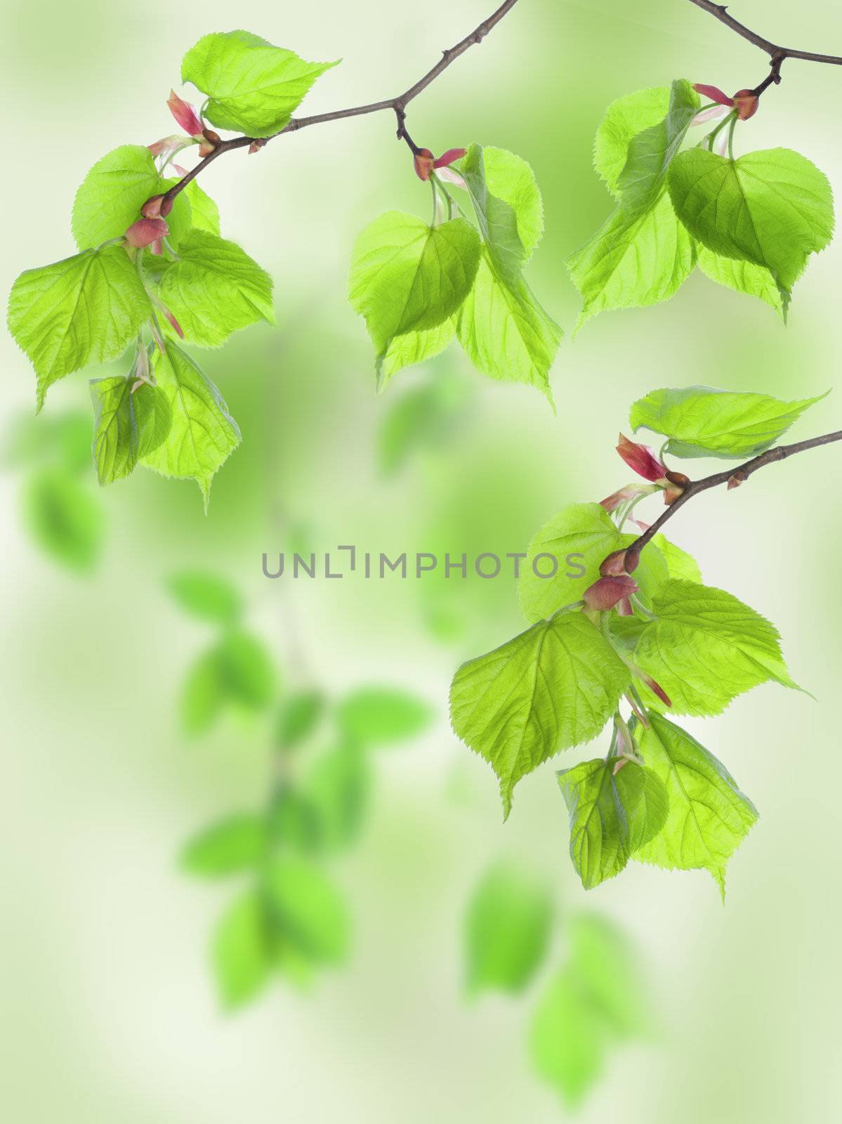 Fresh leaves of lime in the green wood