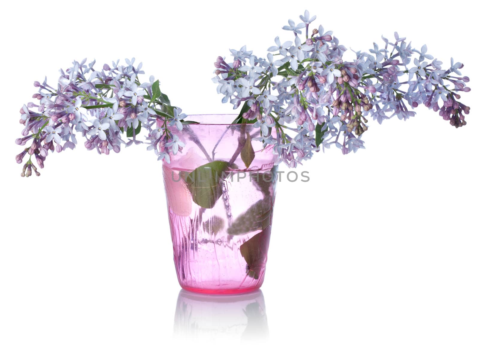 Lilacs in a glass isolated on white background